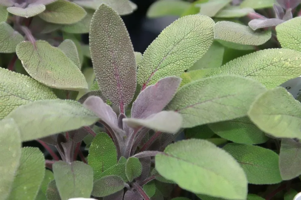 Purple Or Gray Sage (Salvia Leucophylla) — Drought-resistant, it is ideal for water-wise gardens, attracting hummingbirds and butterflies