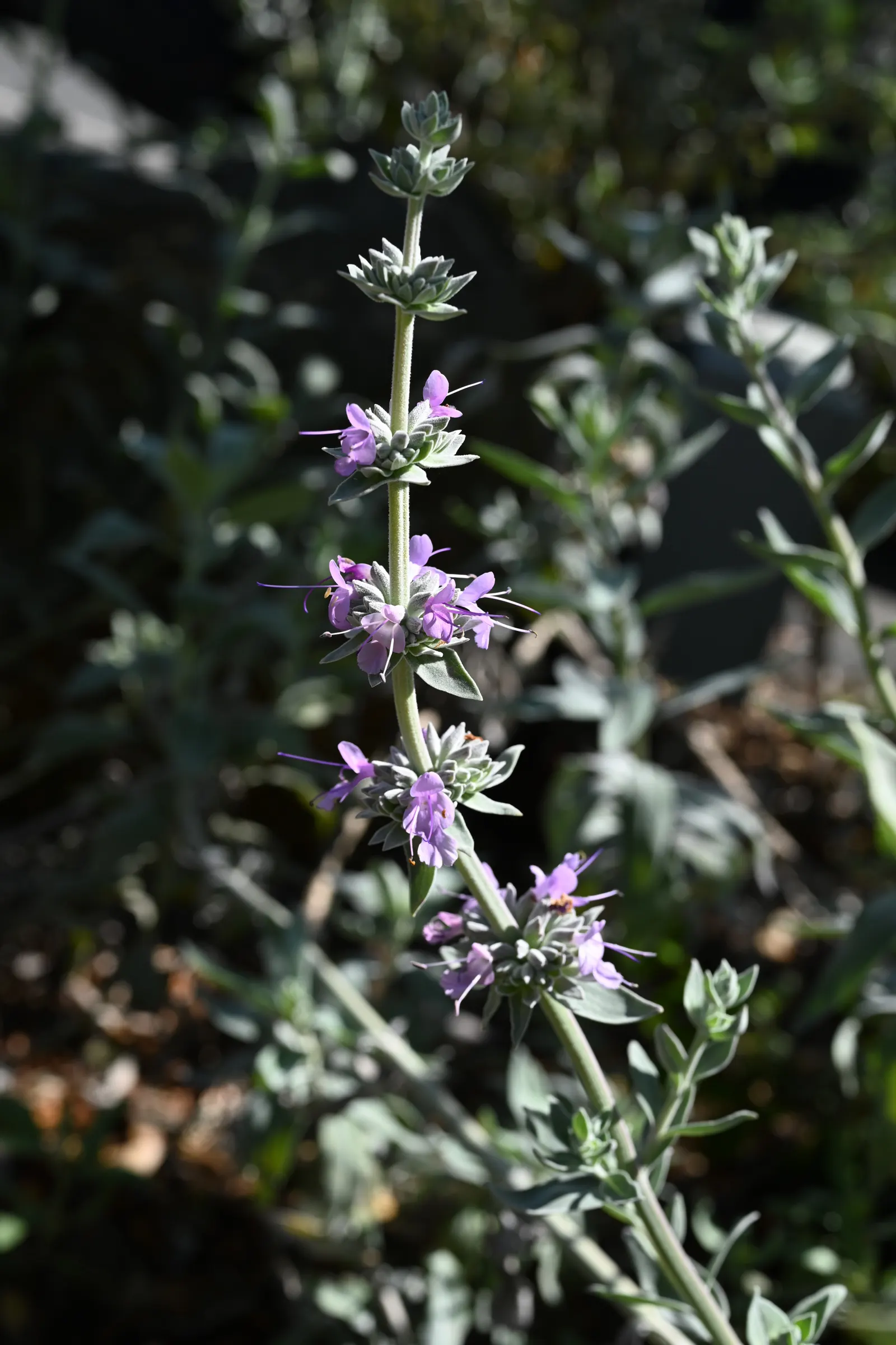 Purple Or Gray Sage (Salvia Leucophylla) — The botanical's foliage serves as a striking backdrop for the vibrant flowers