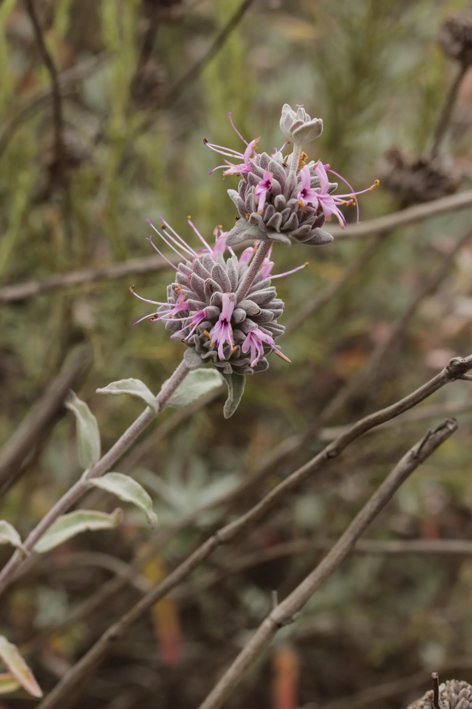 Purple Or Gray Sage (Salvia Leucophylla) — it requires minimal irrigation