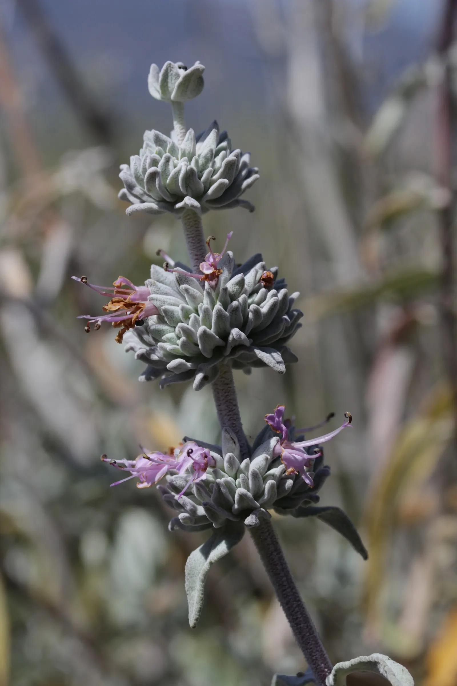 Purple Or Gray Sage (Salvia Leucophylla) — its presence ensures year-round interest with minimal upkeep