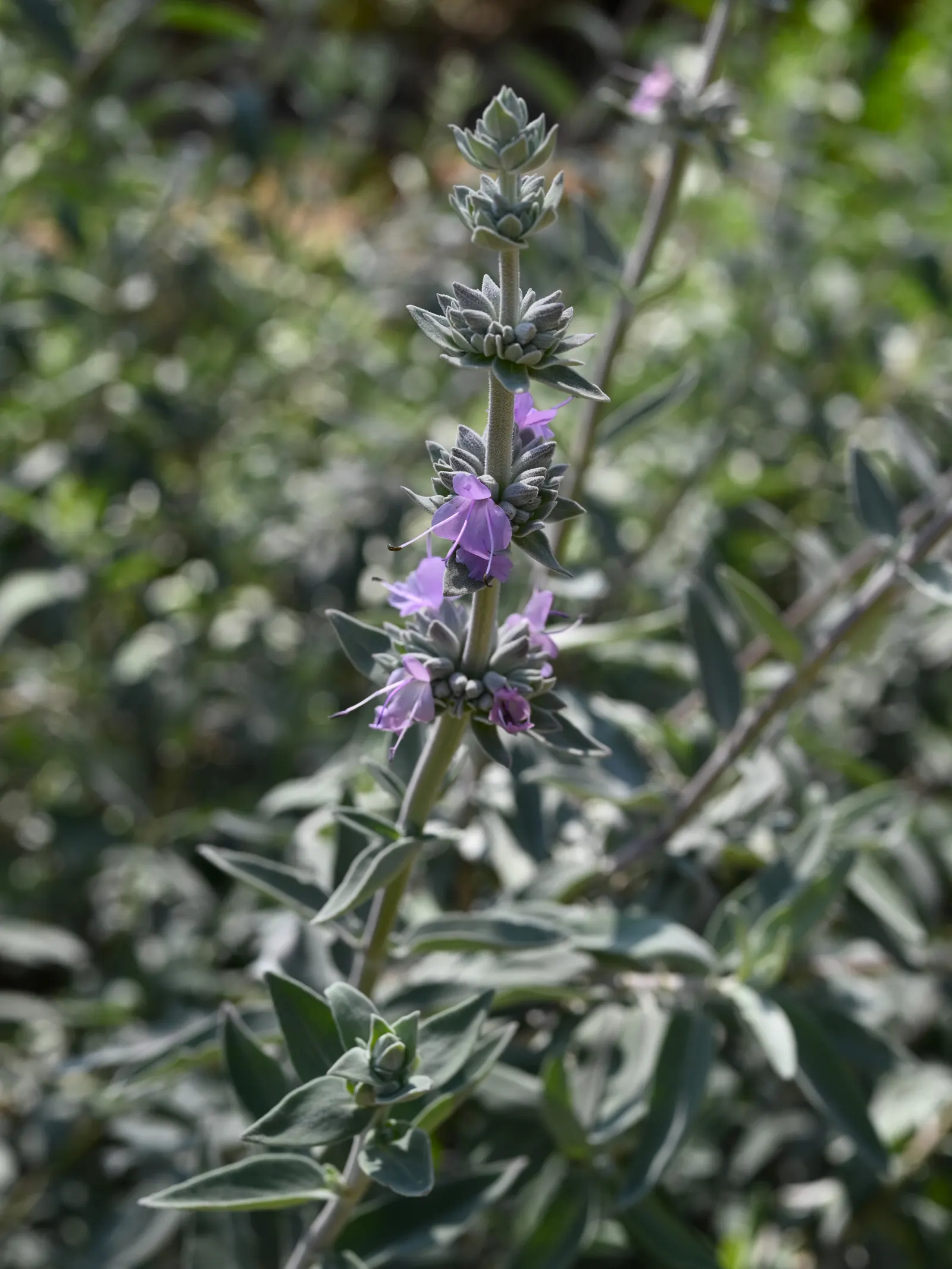 Purple Or Gray Sage (Salvia Leucophylla) — rounded shape with silvery-gray leaves that are soft to the touch