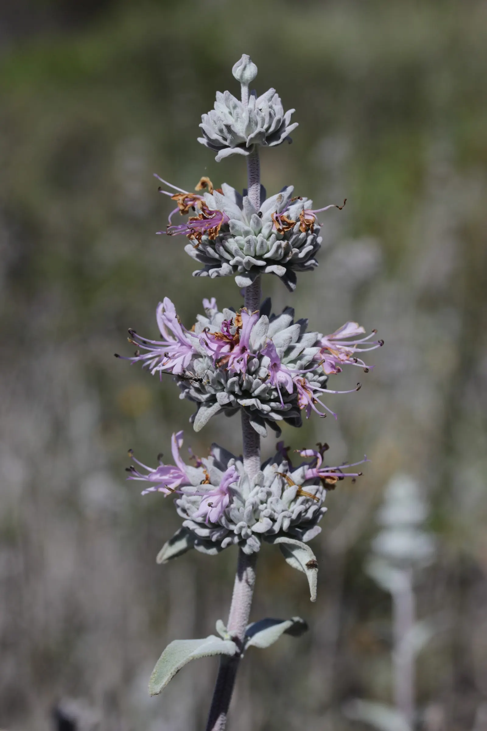 Purple Or Gray Sage (Salvia Leucophylla) — lavender and purple flowers in the garden