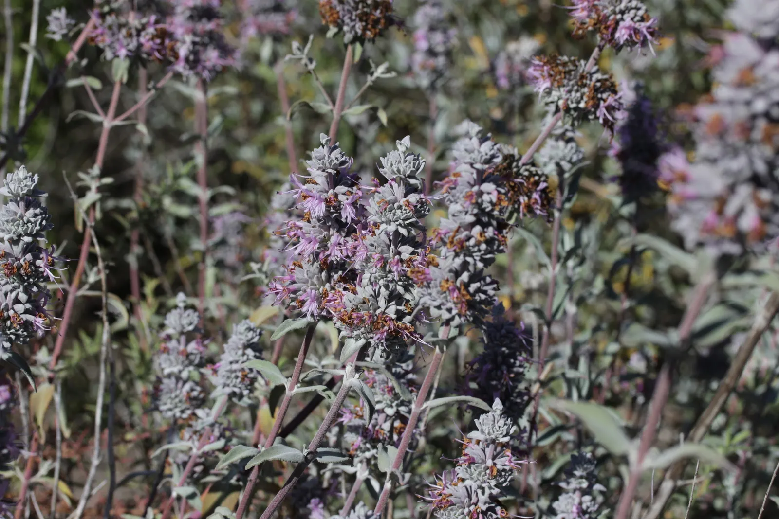 Purple Or Gray Sage (Salvia Leucophylla) — in mass plantings or as a fragrant border