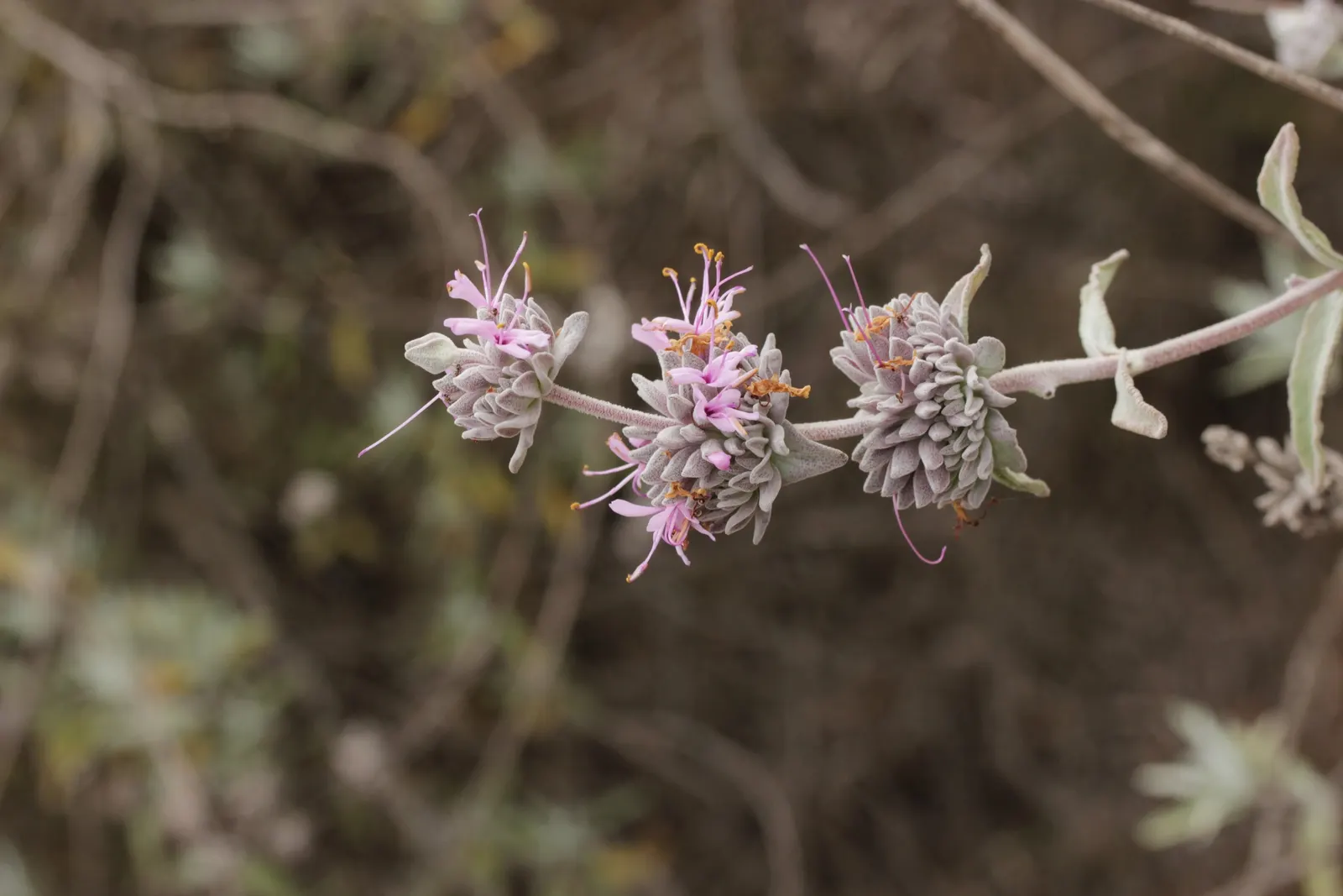 Purple Or Gray Sage (Salvia Leucophylla) — Salvia leucophylla thrives in full sun exposure and prefers well-draining soils