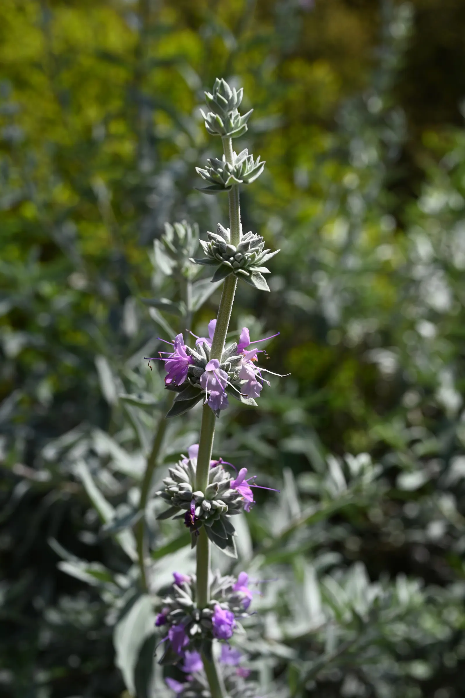 Purple Or Gray Sage (Salvia Leucophylla) — which burst forth in whorls of purple and lavender hues