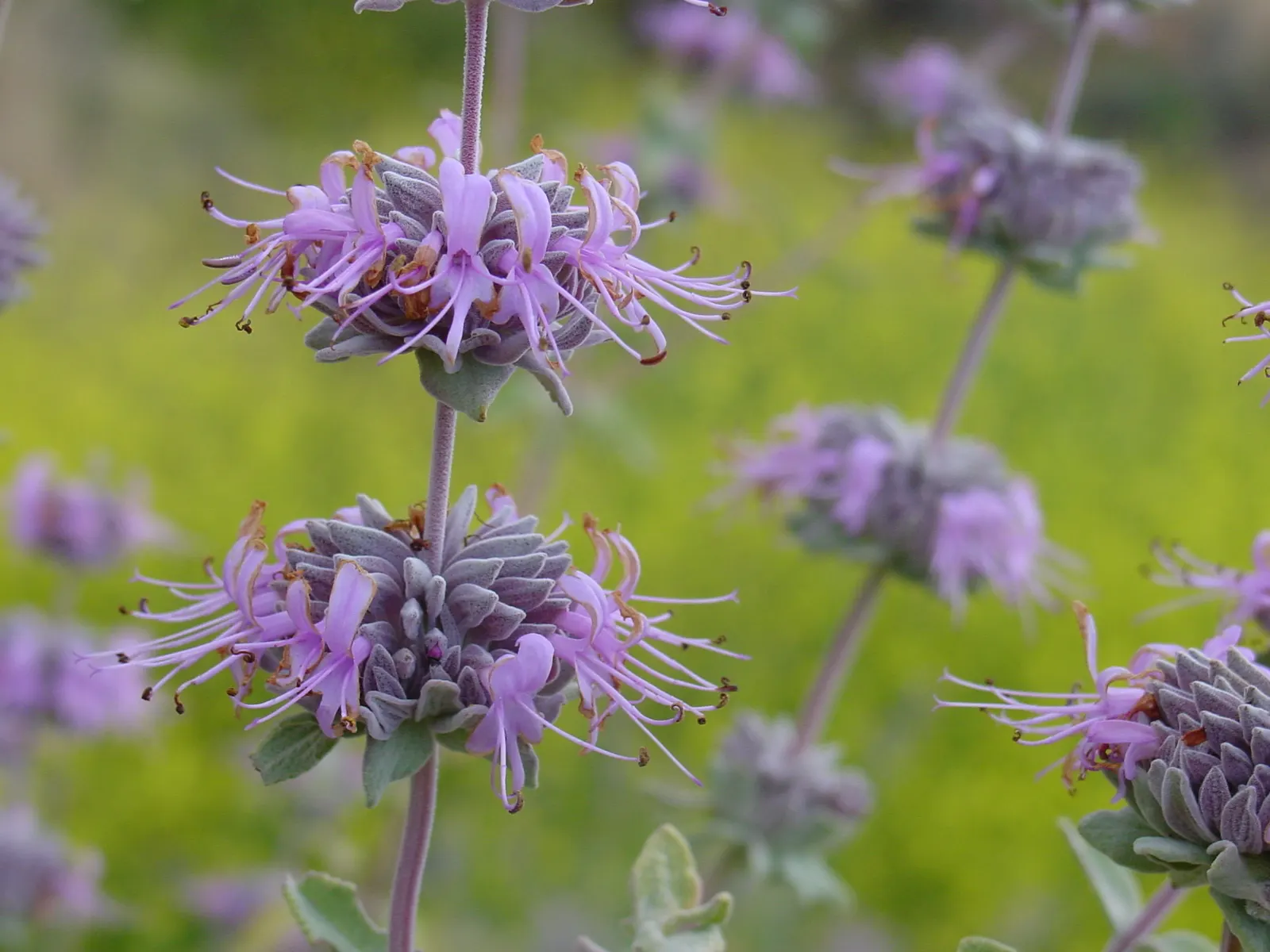 Purple Or Gray Sage (Salvia Leucophylla) — commonly known as Purple or Gray Sage