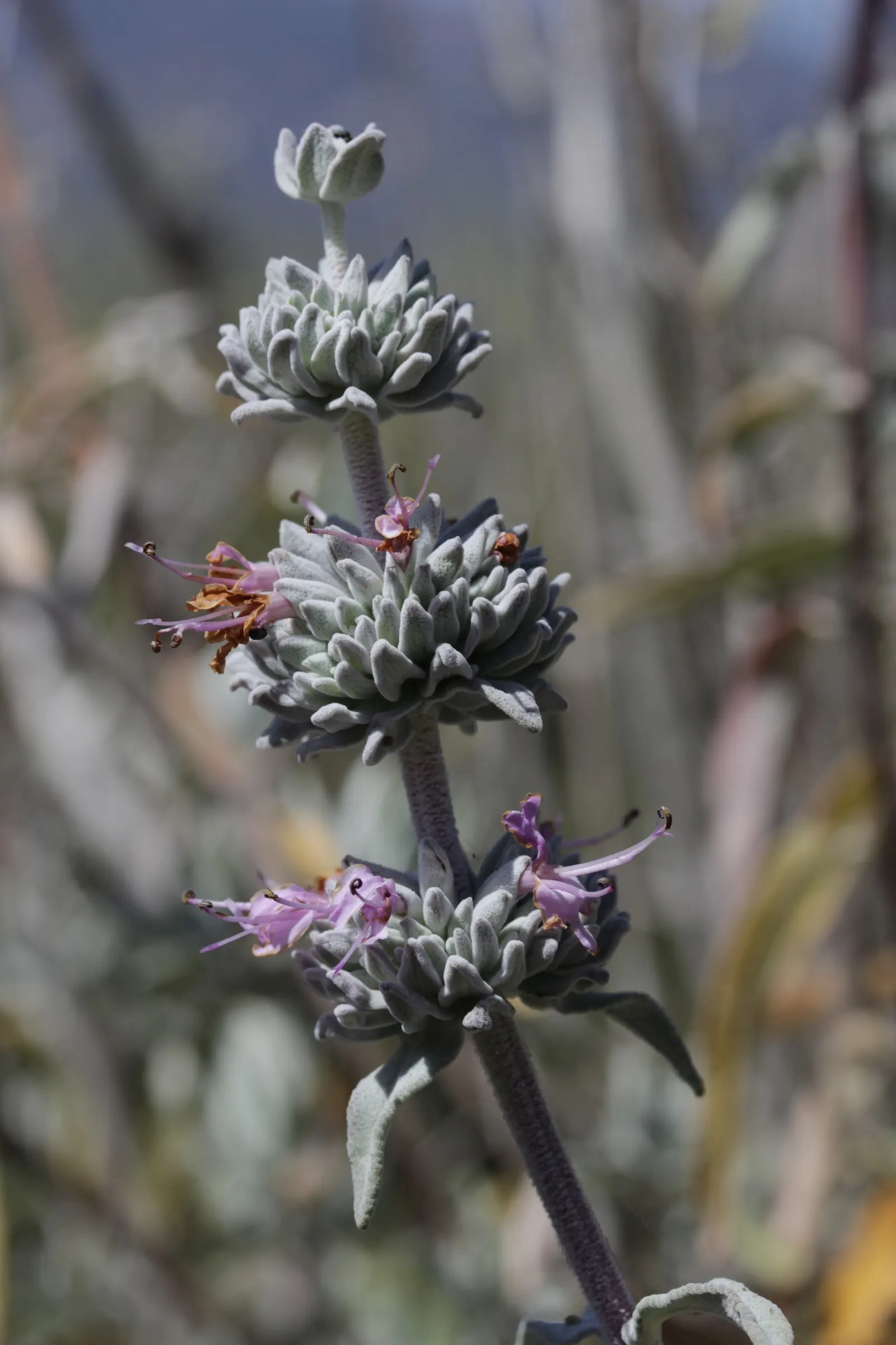 Purple Or Gray Sage (Salvia Leucophylla) — commonly called Purple or Gray Sage