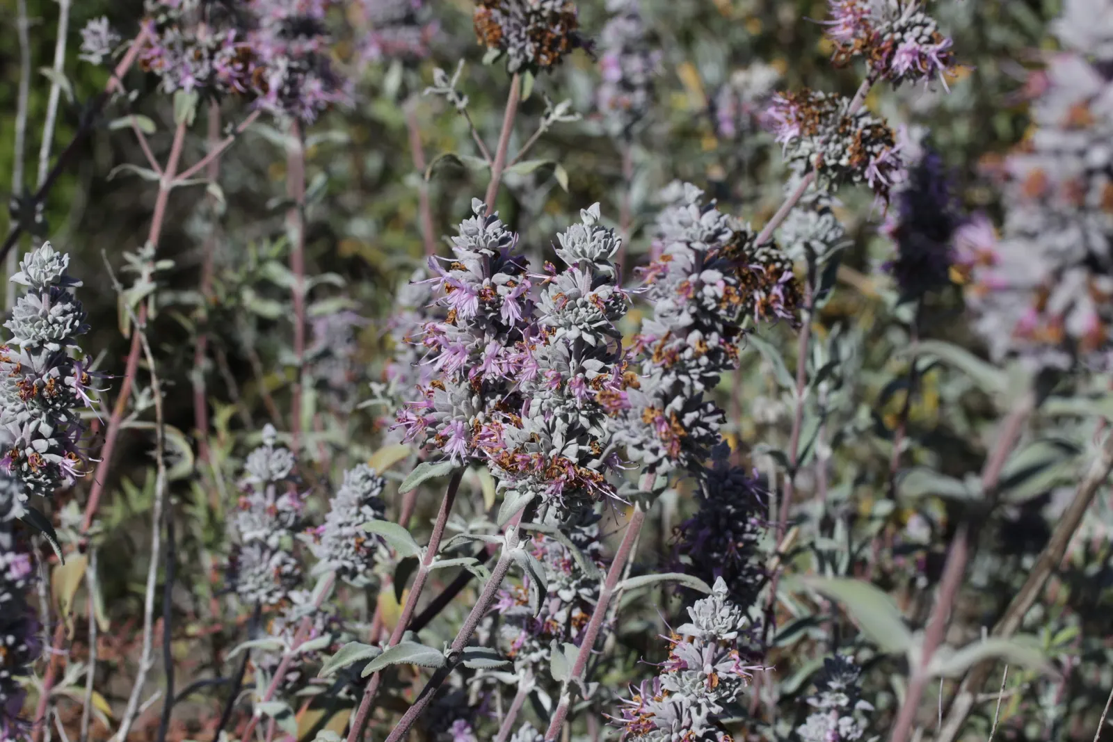 Purple Or Gray Sage (Salvia Leucophylla) — Often used as a focal point