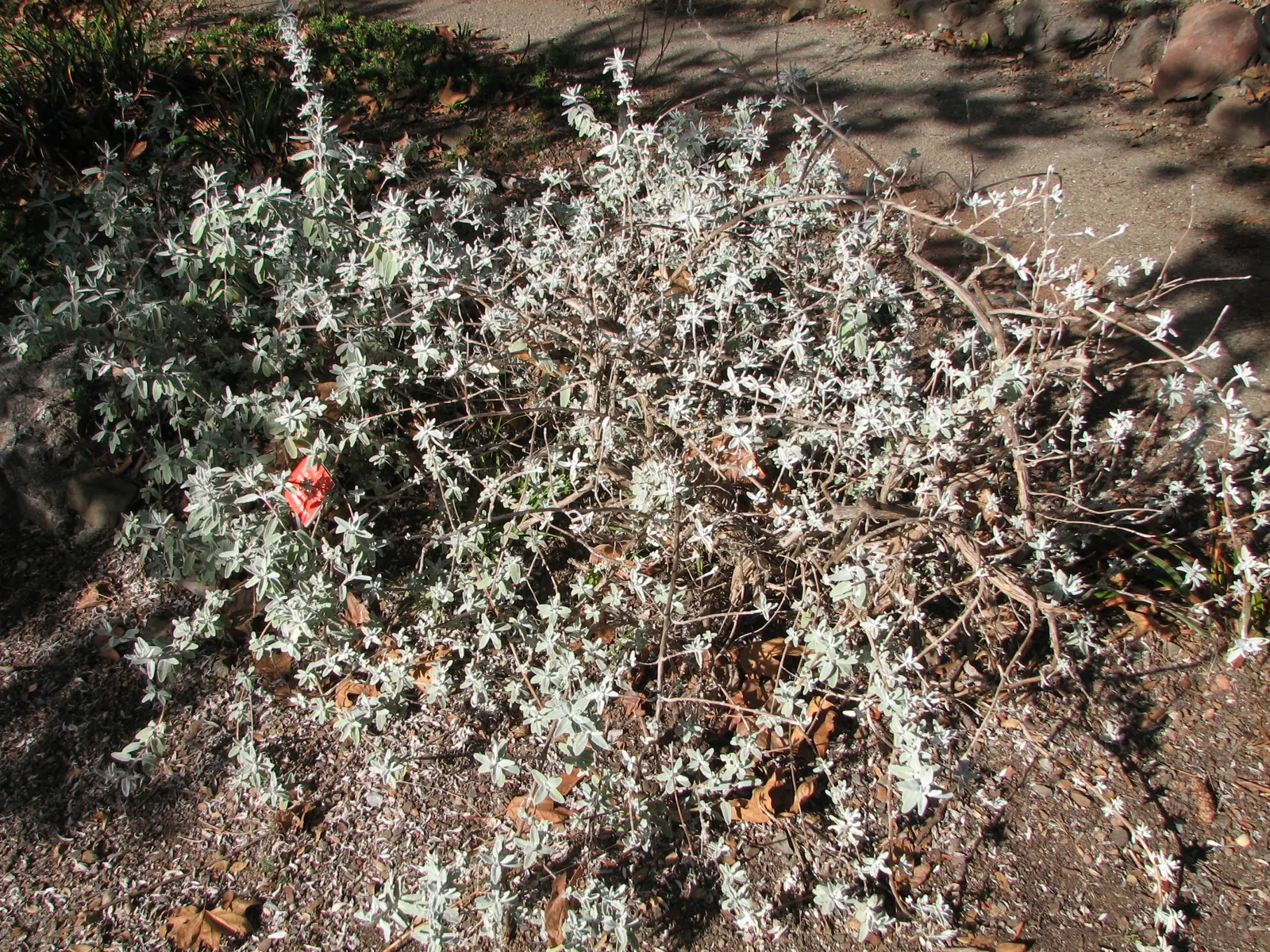 Purple Or Gray Sage (Salvia Leucophylla) — enhancing the ecological diversity of the landscape.<br><br>Adaptable and drought-tolerant