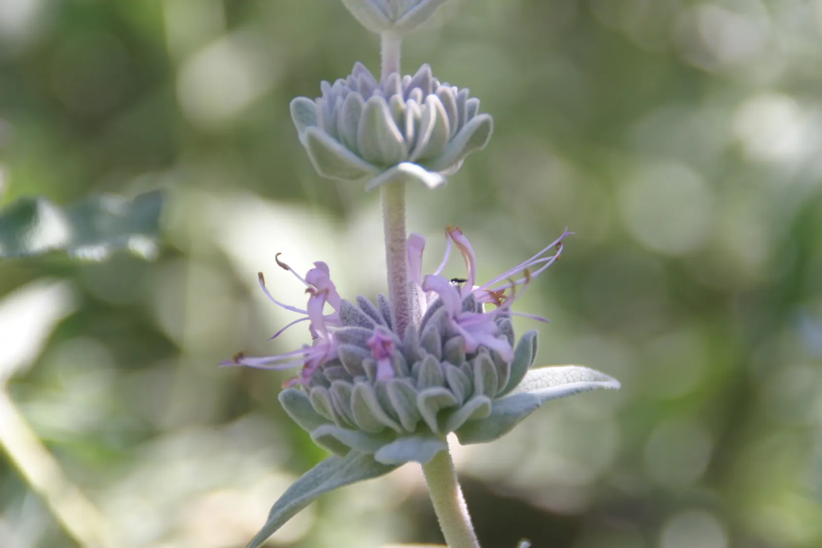 Purple Or Gray Sage (Salvia Leucophylla) — Thriving in full sun, it reaches 2-3 feet in height and spreads up to 5 feet wide