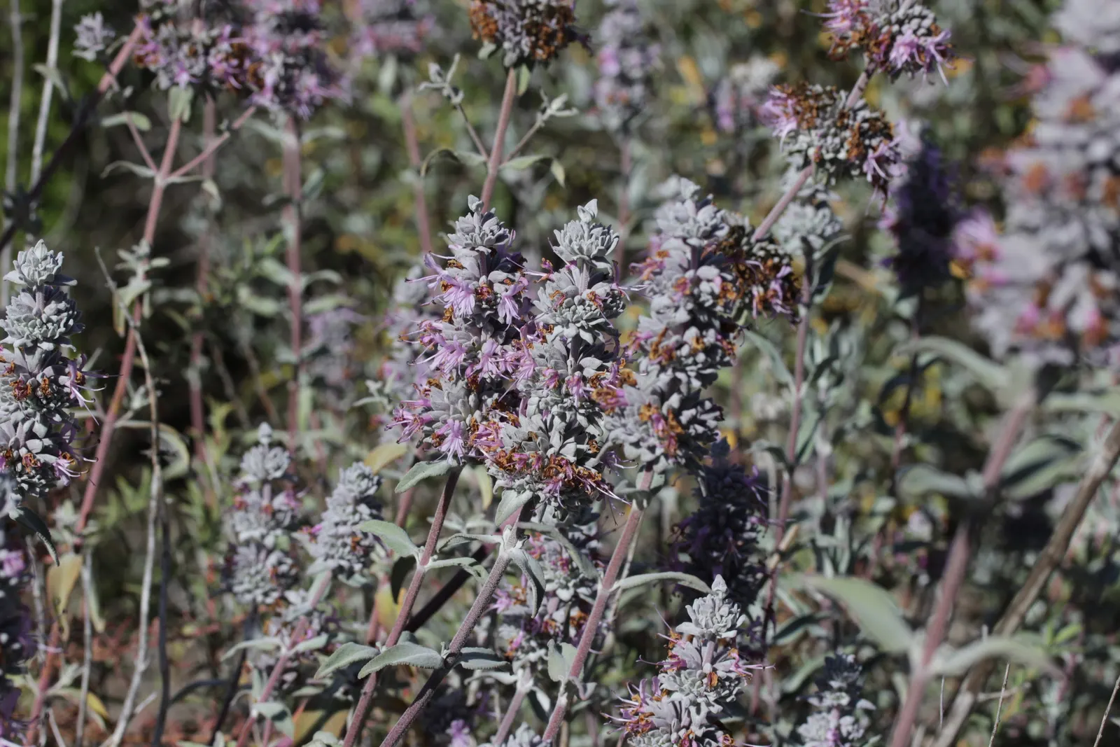 Purple Or Gray Sage (Salvia Leucophylla) — Purple or Gray Sage lends a sense of natural beauty and resilience to the landscape