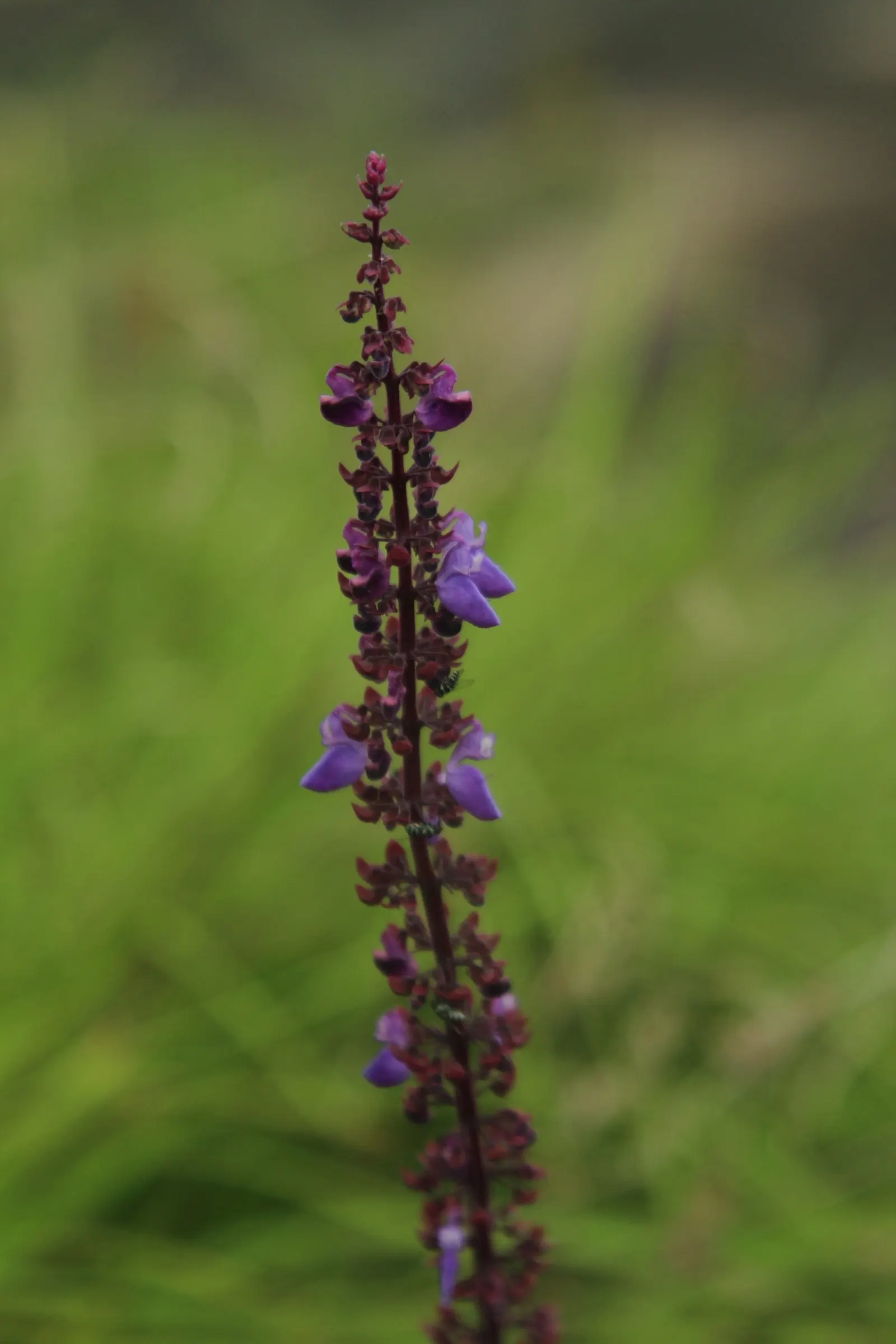 Purple Or Gray Sage (Salvia Leucophylla) — is a perennial shrub native to the coastal sage scrub and chaparral ecosystems of California