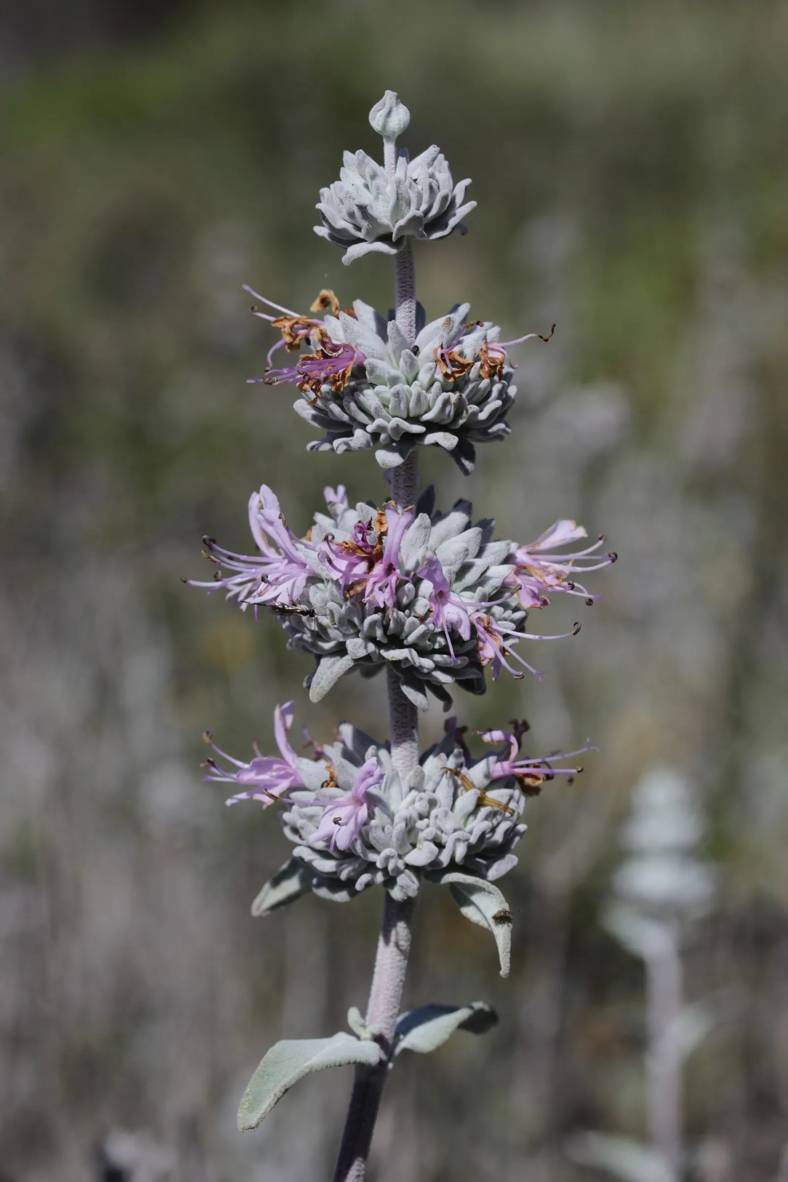 Purple Or Gray Sage (Salvia Leucophylla) — shrub with lavender and purple blooms