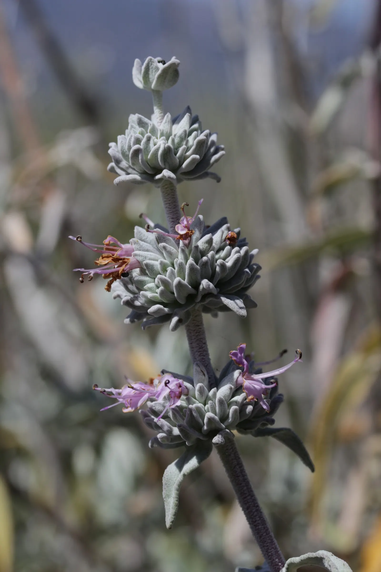 Purple Or Gray Sage (Salvia Leucophylla) — making it an efficient yet captivating choice for any client's garden