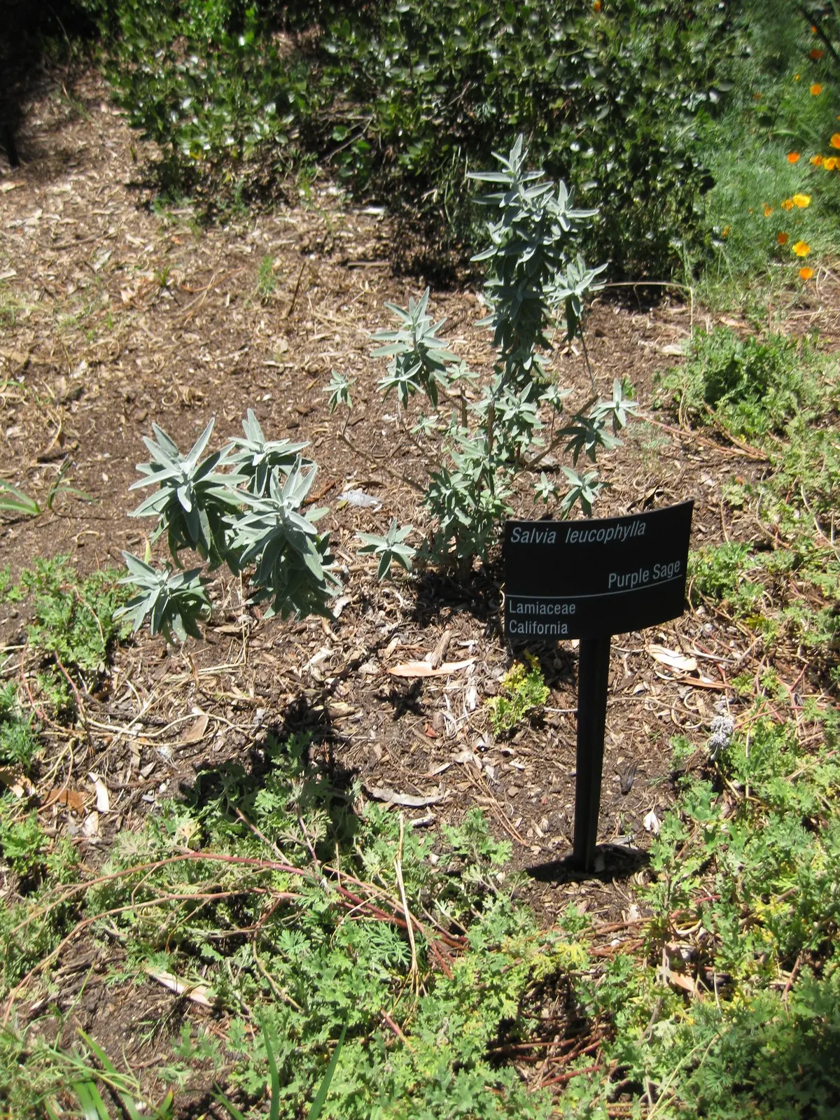 Purple Or Gray Sage (Salvia Leucophylla) — reaching their peak bloom from late spring through early summer