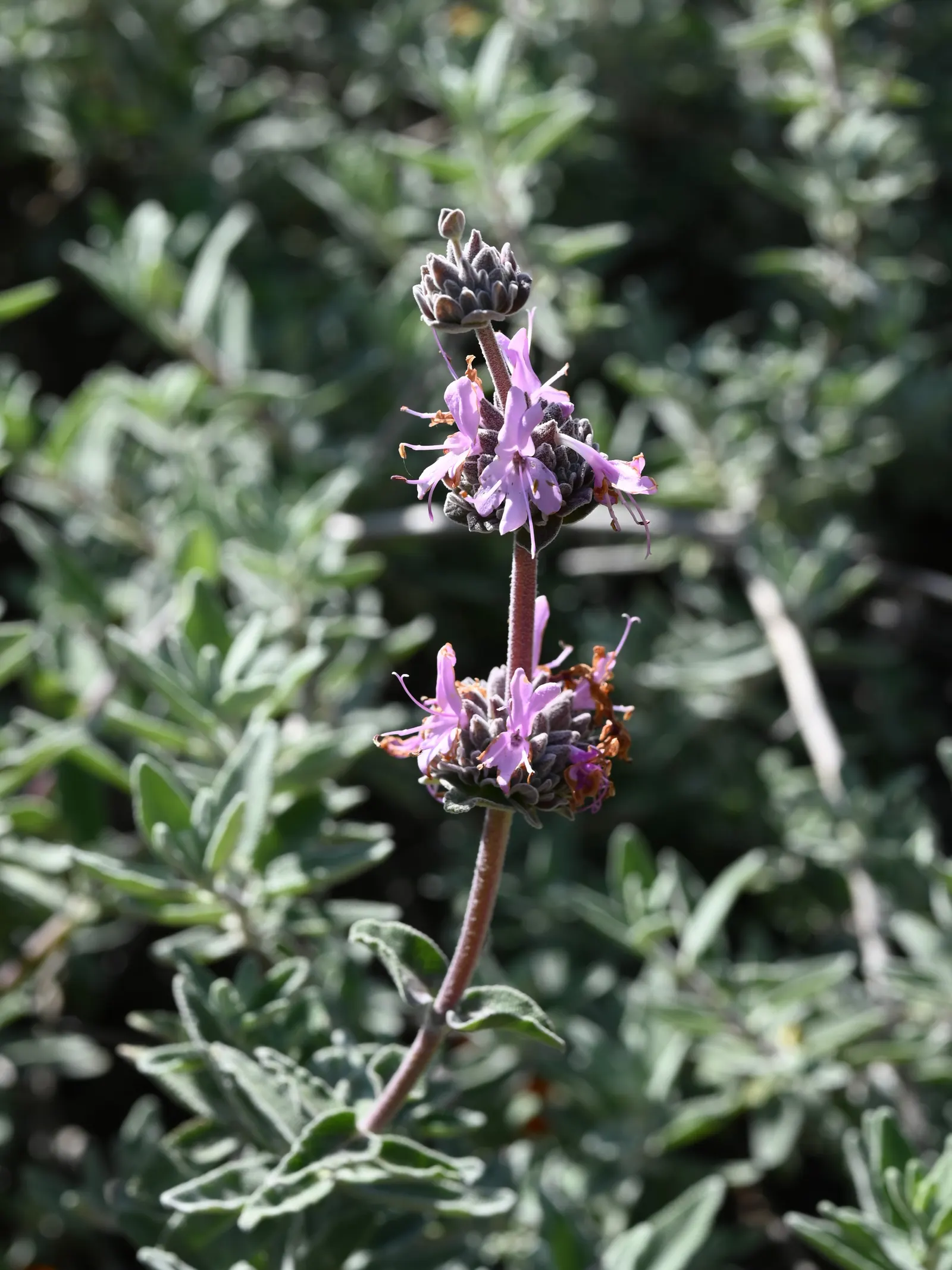 Purple Or Gray Sage (Salvia Leucophylla) — Hardy in USDA zones 8-11, it requires well-draining soil