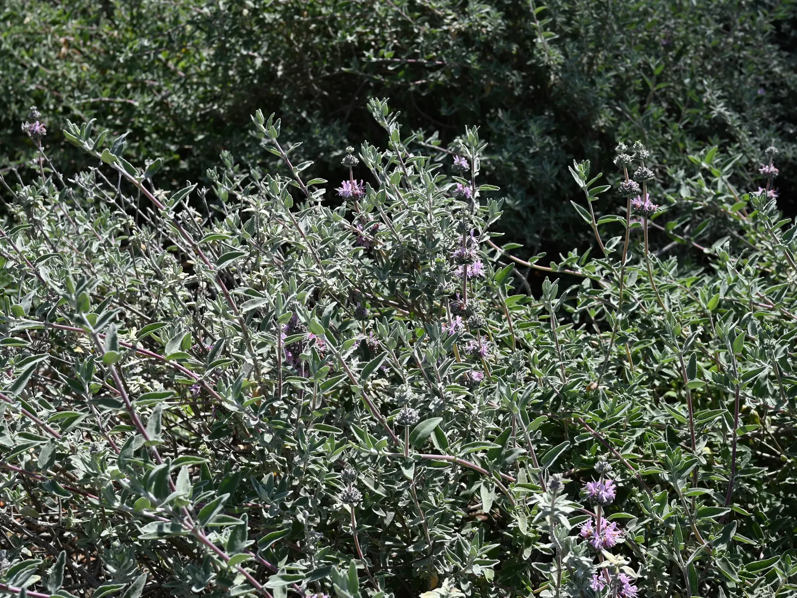 Purple Or Gray Sage (Salvia Leucophylla) — Bloom time spans late spring to early summer