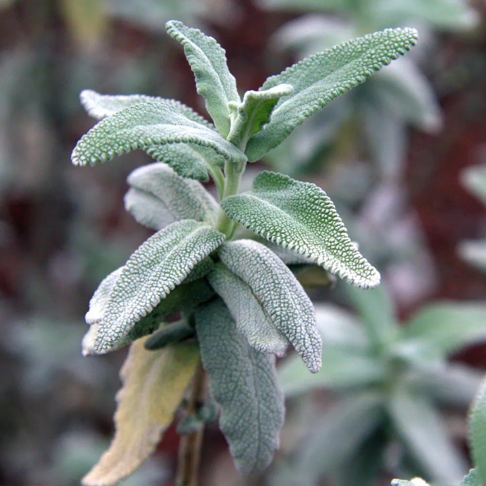 Purple Or Gray Sage (Salvia Leucophylla) — shrub for full