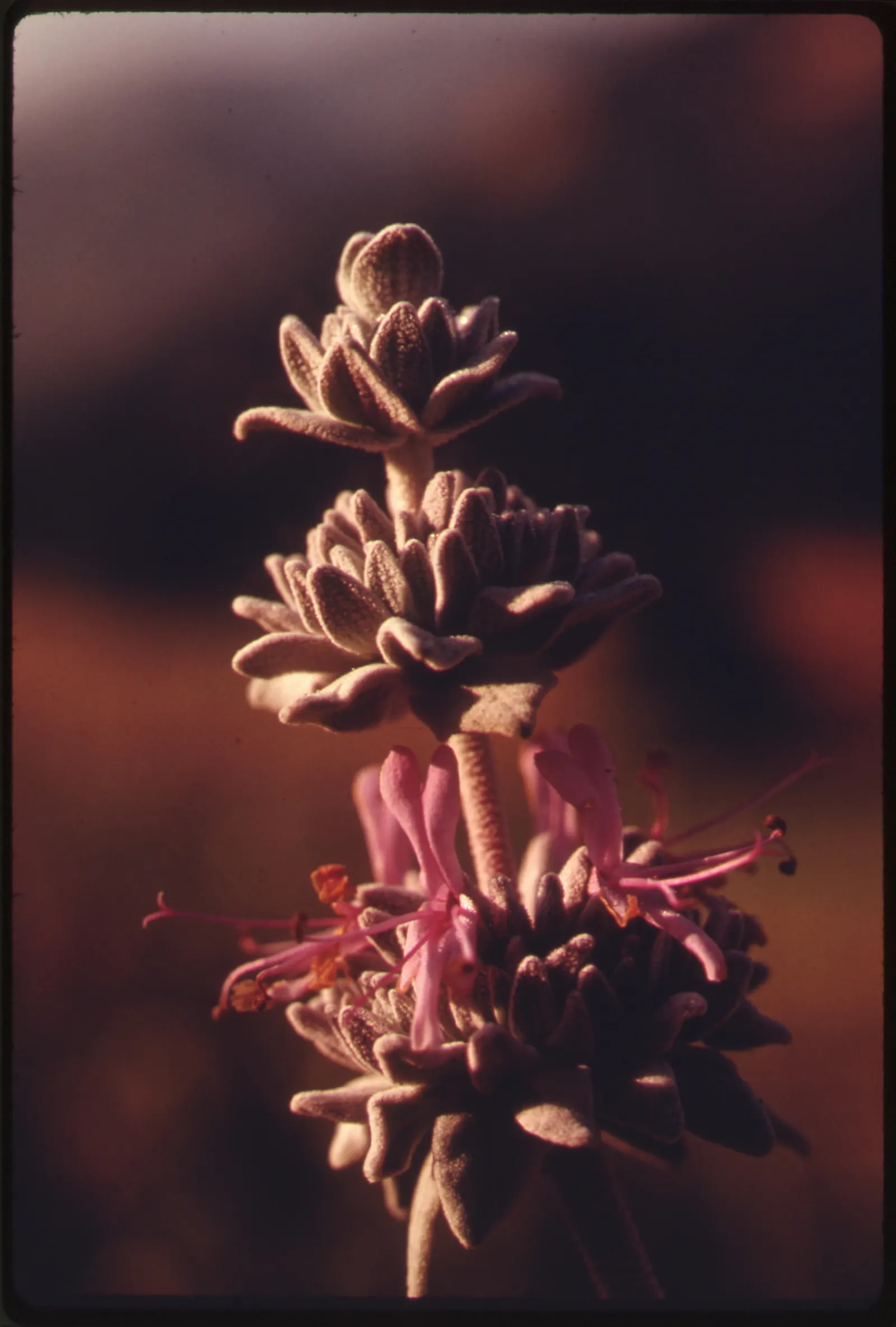 Purple Or Gray Sage (Salvia Leucophylla) — this sage establishes an attractive