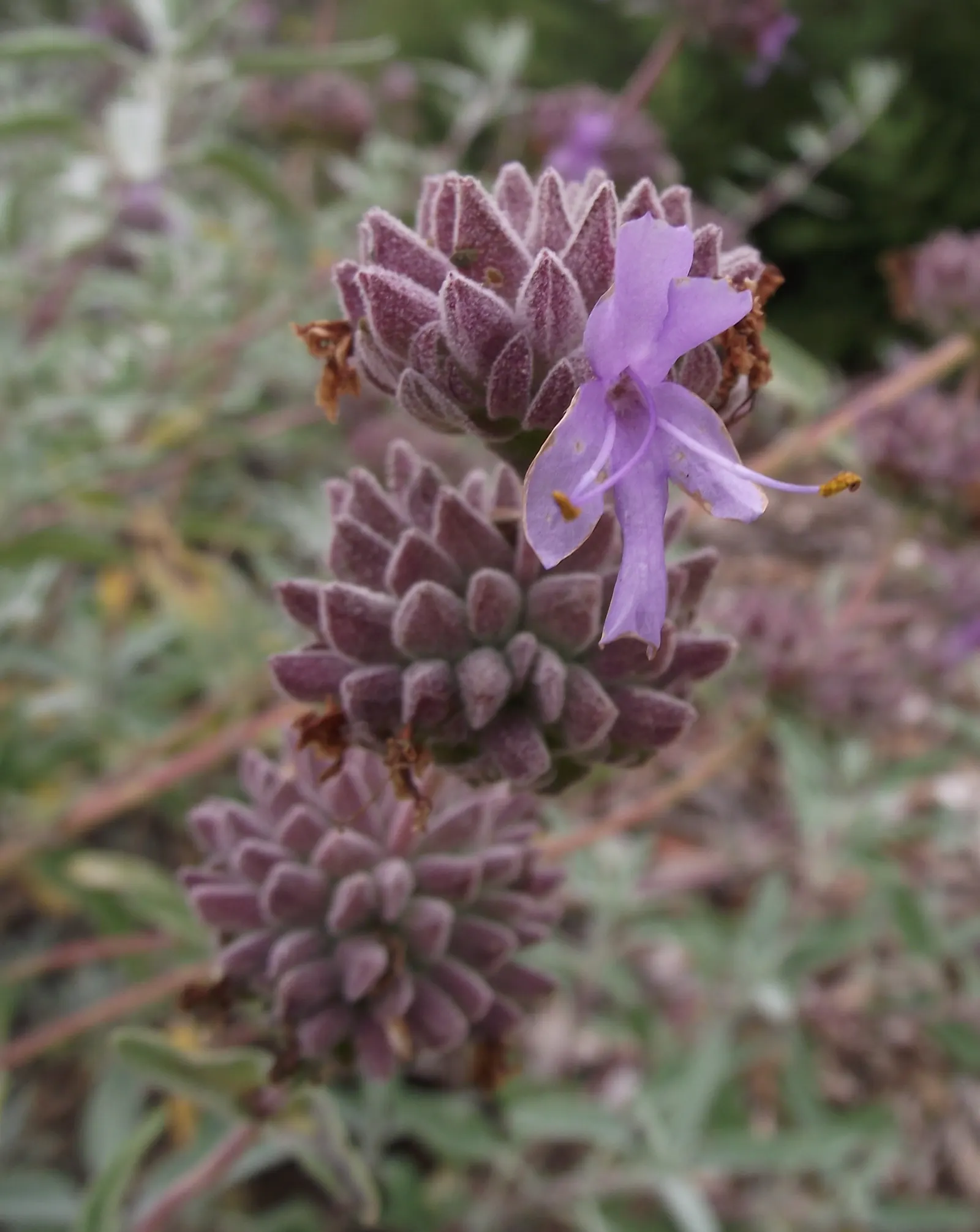 Purple Or Gray Sage (Salvia Leucophylla) — Esteemed for its aromatic foliage and eye-catching inflorescences