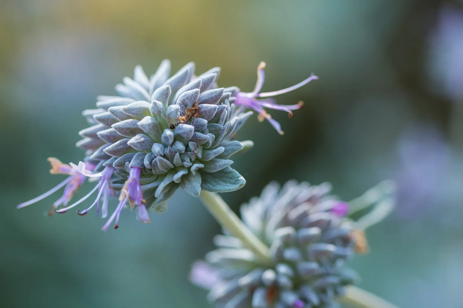 Purple Or Gray Sage (Salvia Leucophylla) — is an evergreen shrub known for its aromatic gray-green foliage and striking purple flowers