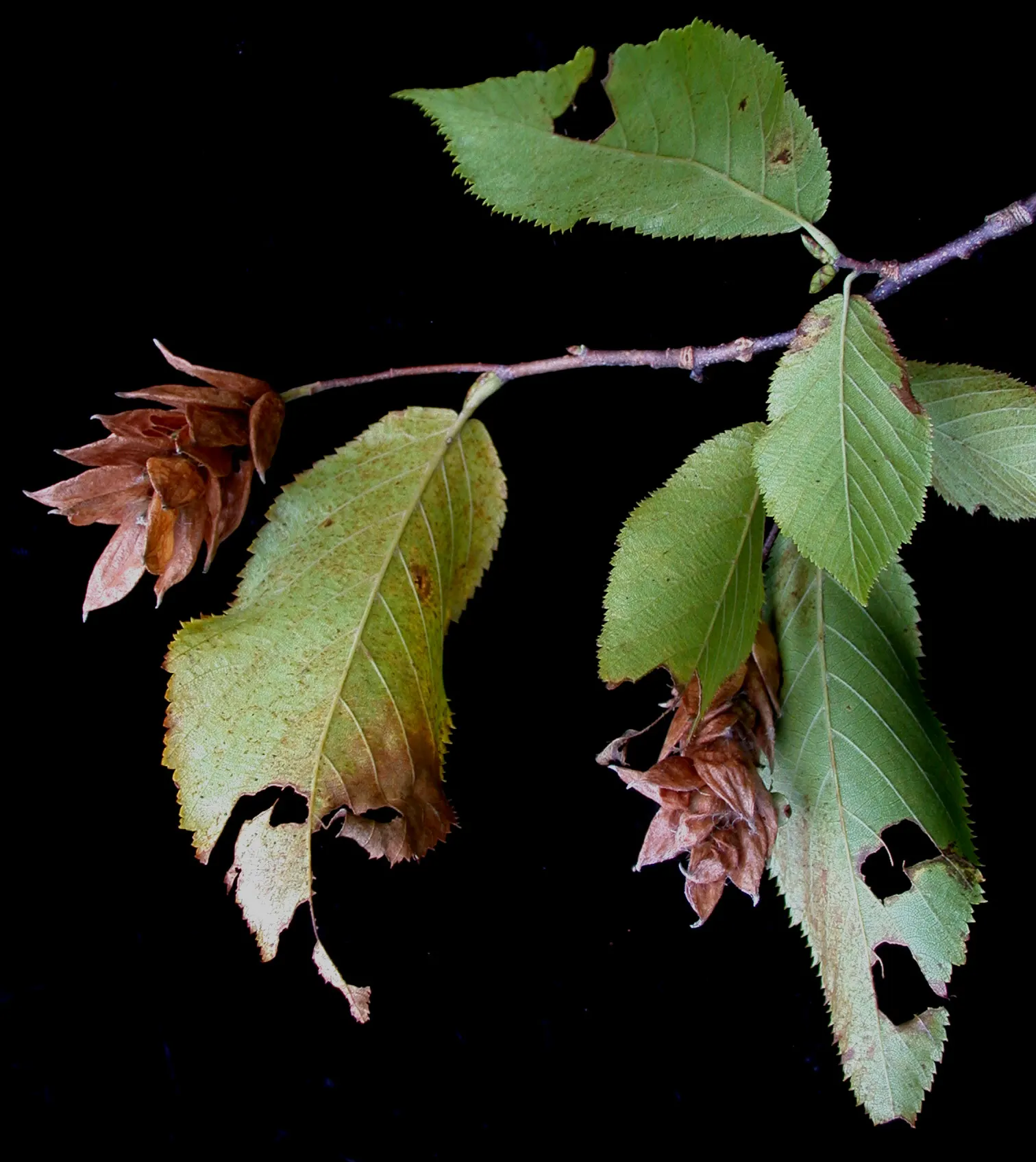 Eastern Hop Hornbean (Ostrya Virginiana) — measuring 2 to 5 inches long; tree for full or half