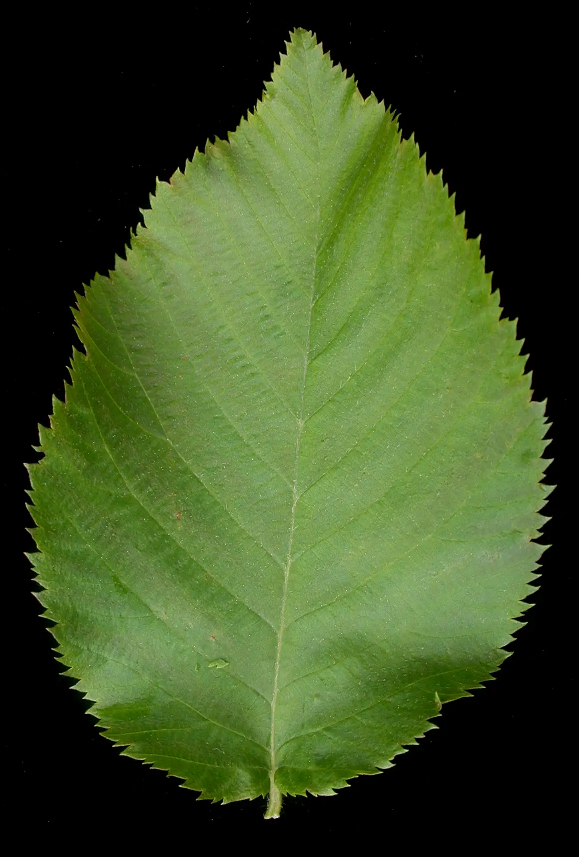 Eastern Hop Hornbean (Ostrya Virginiana) — Recognizable for its shaggy bark and hop-like fruit clusters; green flowers in the garden