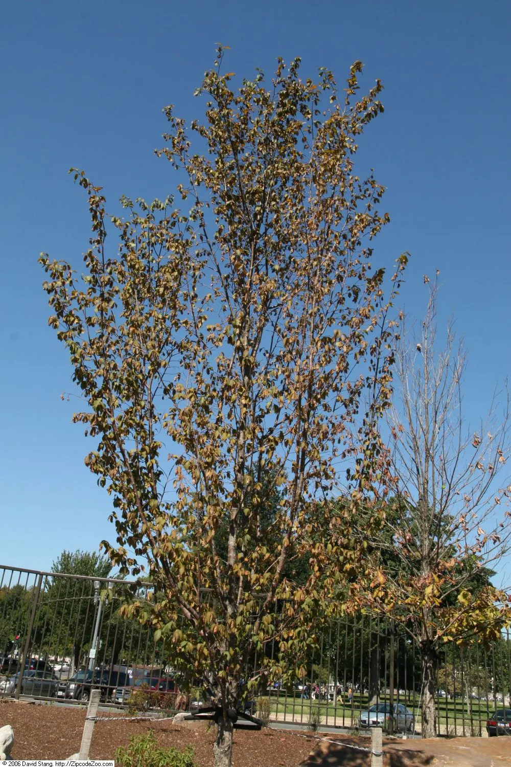 Eastern Hop Hornbean (Ostrya Virginiana) — tree with green blooms; the clusters hang decoratively from the branches in late summer and persist well into the