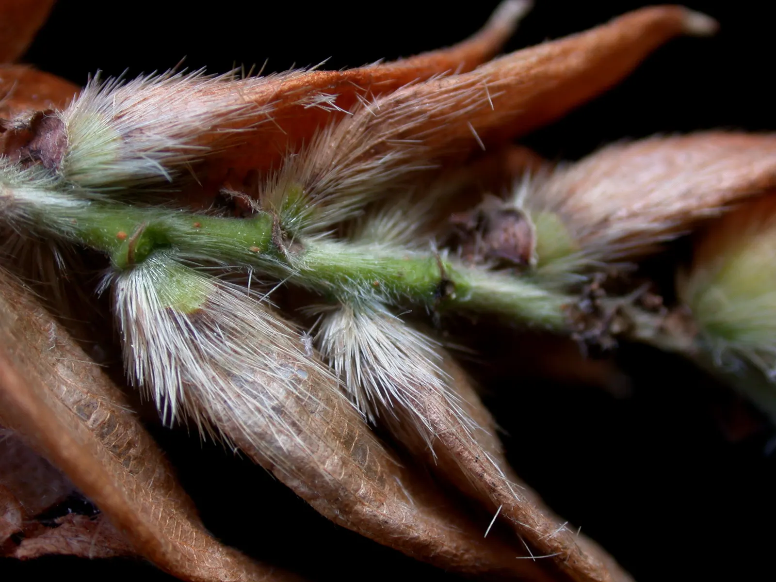 Eastern Hop Hornbean (Ostrya Virginiana) — making it a low-maintenance option for landscape designs seeking a mix of beauty and resilience