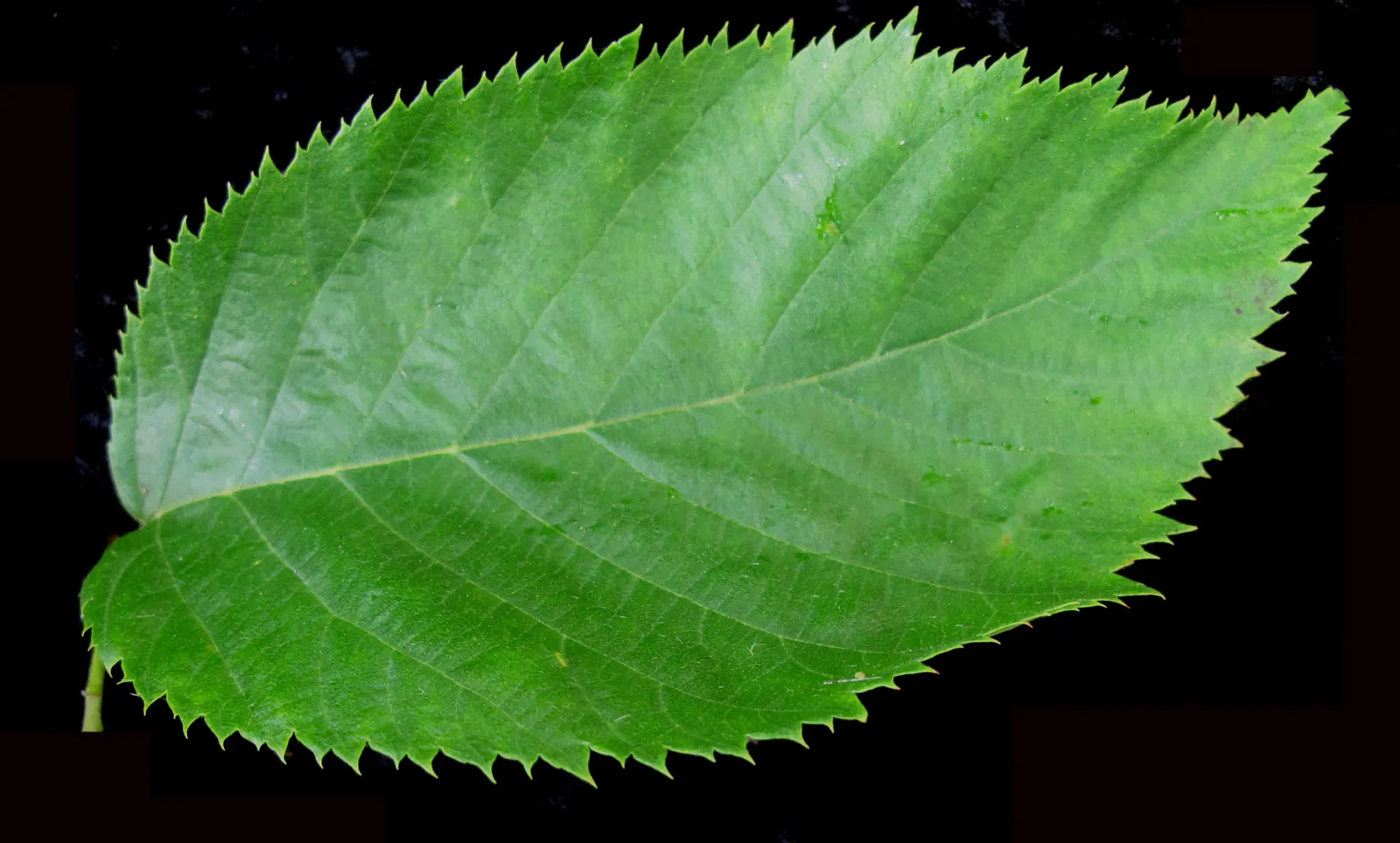 Eastern Hop Hornbean (Ostrya Virginiana) — tree for full or half