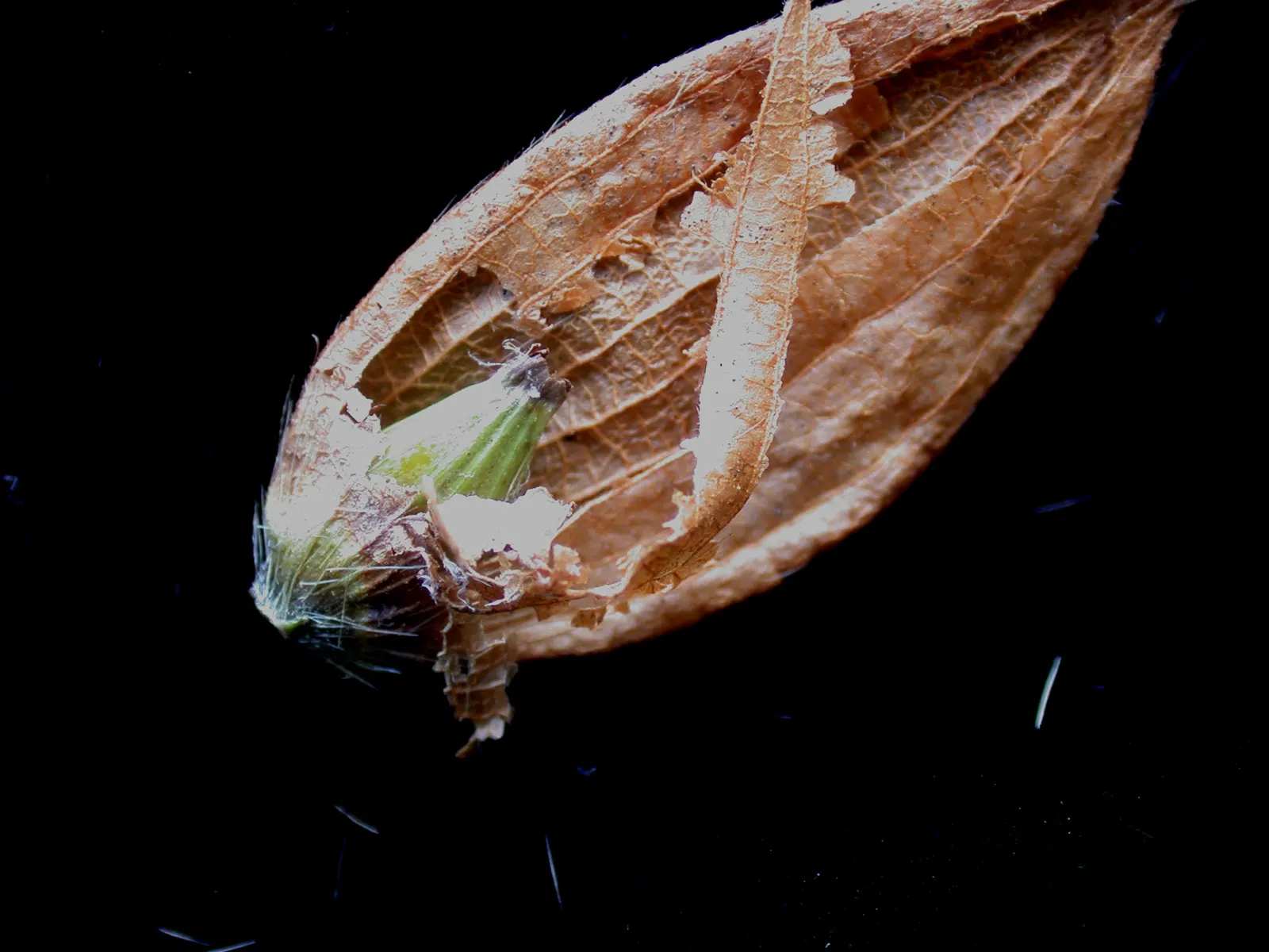 Eastern Hop Hornbean (Ostrya Virginiana) — which resembles the hops used in beer production; eastern Hop Hornbeam (Ostrya virginiana), a durable native