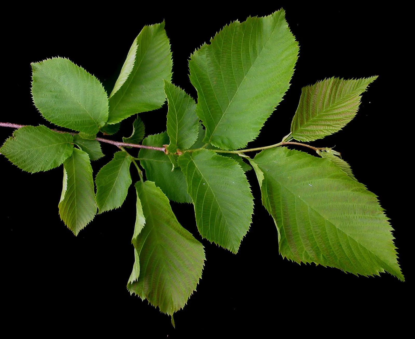 Eastern Hop Hornbean (Ostrya Virginiana) — including those that are rocky or clay-heavy