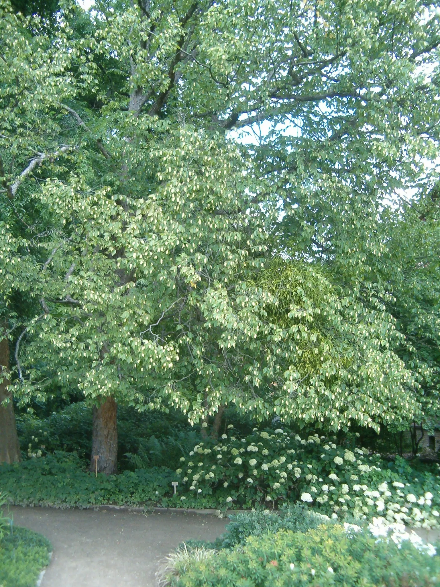 Eastern Hop Hornbean (Ostrya Virginiana) — Eastern Hop Hornbeam (Ostrya virginiana), a durable native understory tree, grows 20-40 ft