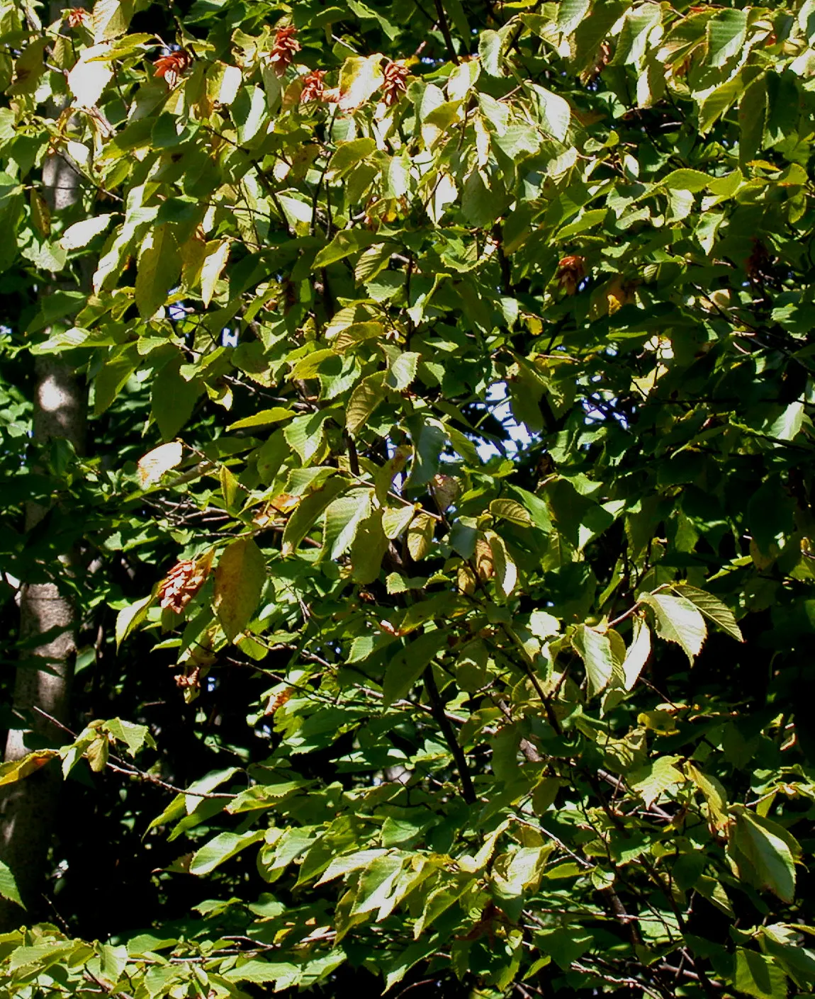 Eastern Hop Hornbean (Ostrya Virginiana) — making it a low-maintenance option for landscape designs seeking a mix of beauty and resilience; which resembles the