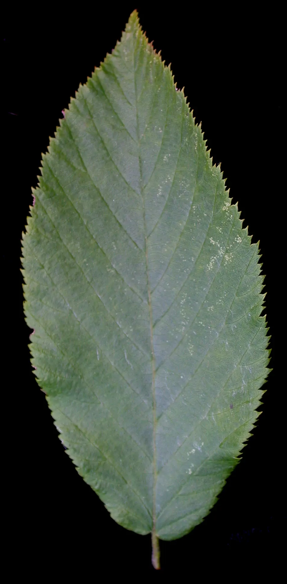Eastern Hop Hornbean (Ostrya Virginiana) — tree for full or half; the Eastern Hop Hornbeam is a durable and aesthetically pleasing addition to any garden