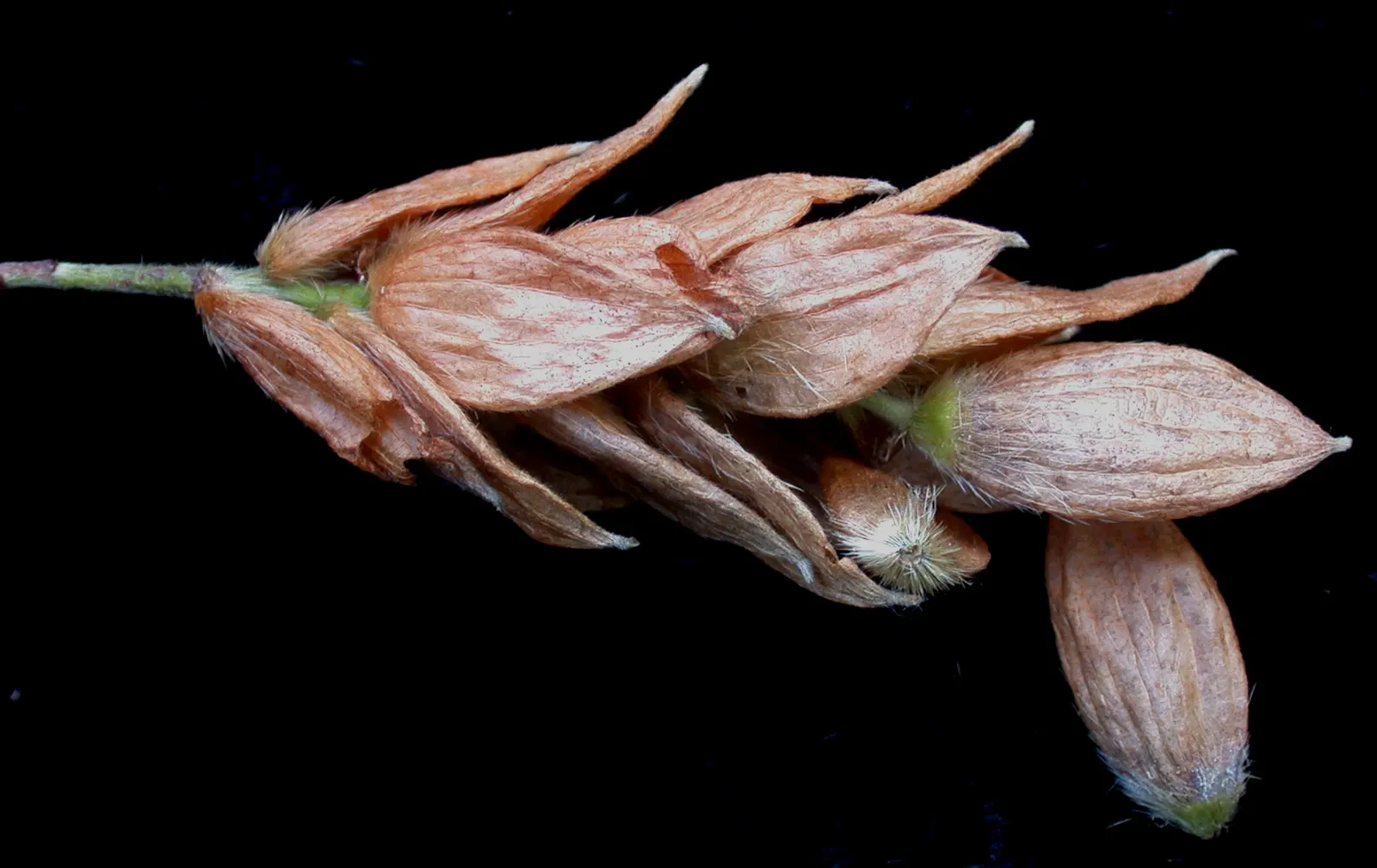 Eastern Hop Hornbean (Ostrya Virginiana) — It prefers full sun to partial shade and is known for its drought resistance once established; the Eastern Hop