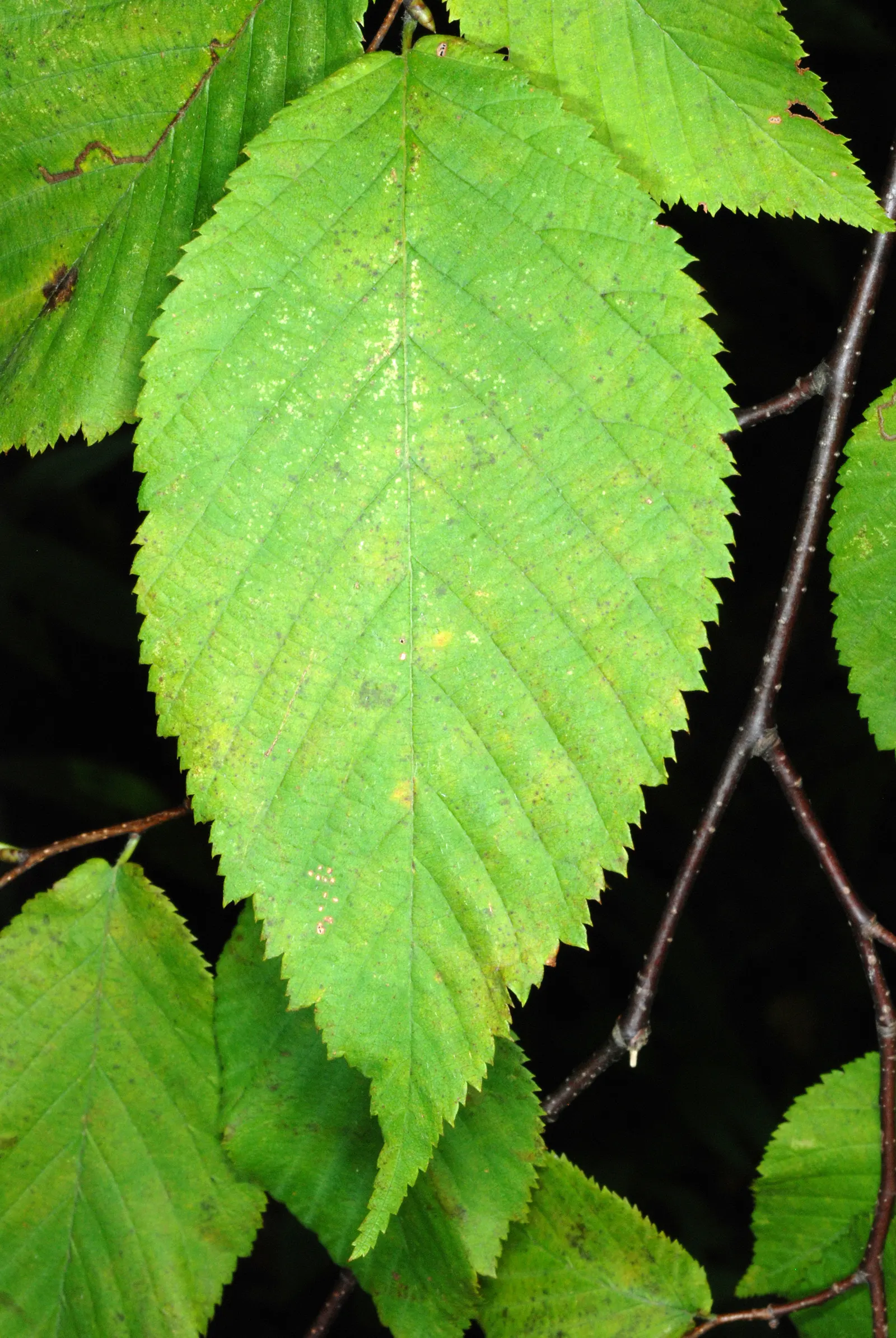 Eastern Hop Hornbean (Ostrya Virginiana) — the Eastern Hop Hornbeam has an attractive