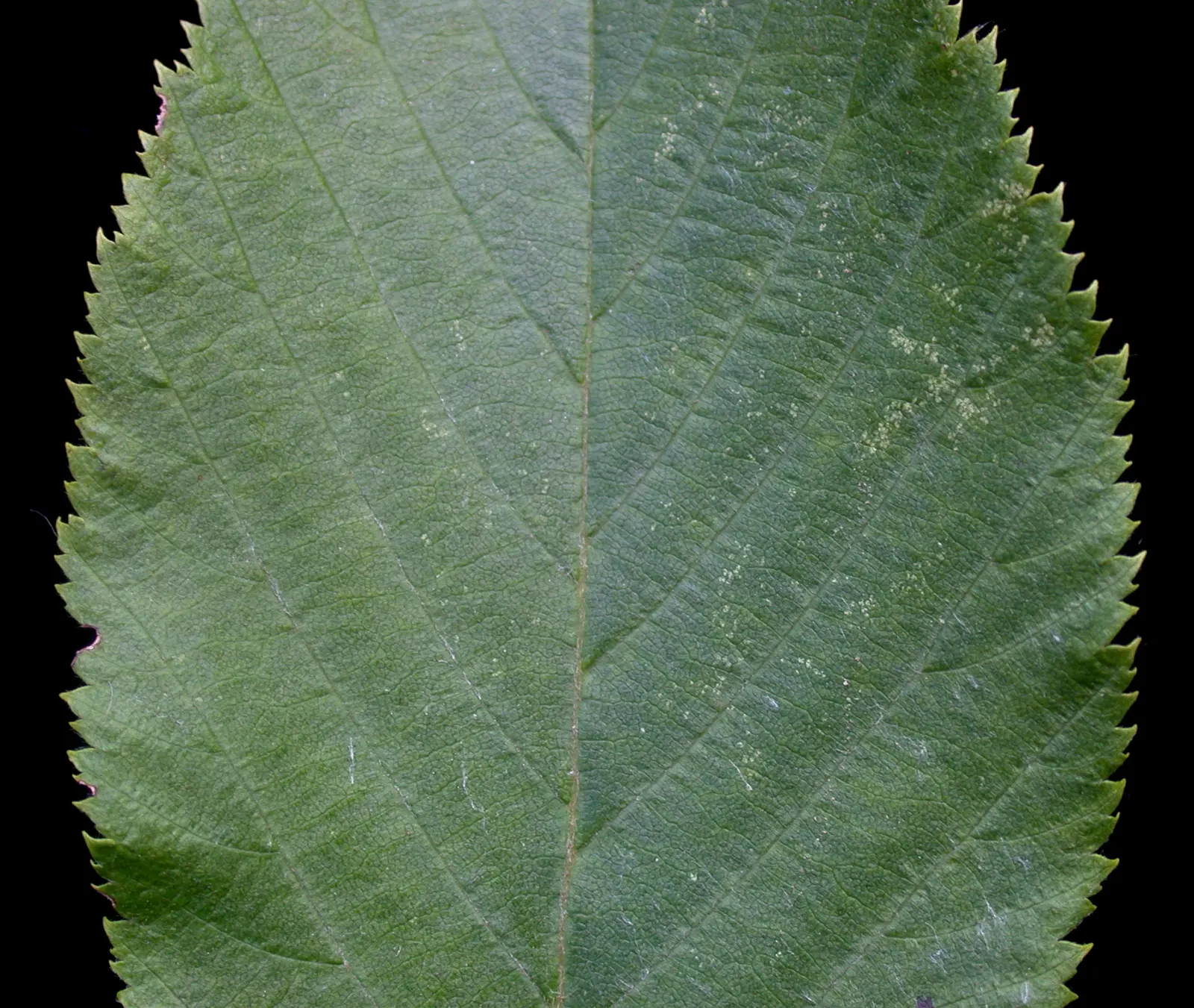 Eastern Hop Hornbean (Ostrya Virginiana) — Mature specimens typically reach heights between 25 and 40 feet; tree with green blooms