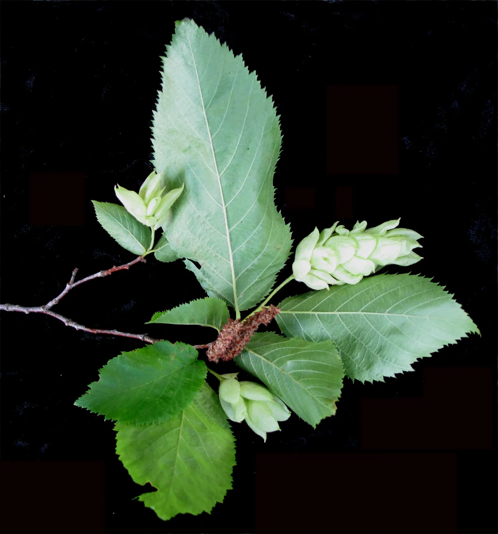 Eastern Hop Hornbean (Ostrya Virginiana) — including those that are rocky or clay-heavy; tall with a slender, rounded crown
