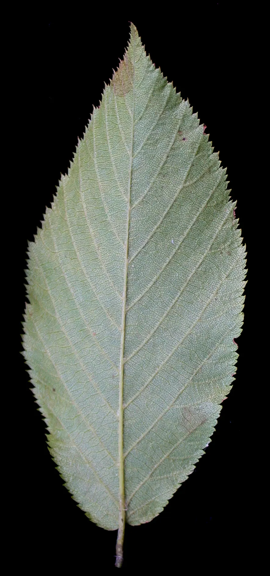 Eastern Hop Hornbean (Ostrya Virginiana) — tall with a slender, rounded crown