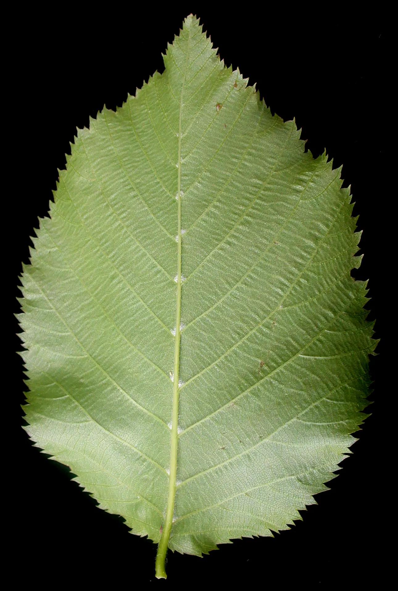 Eastern Hop Hornbean (Ostrya Virginiana) — It prefers full sun to partial shade and is known for its drought resistance once established