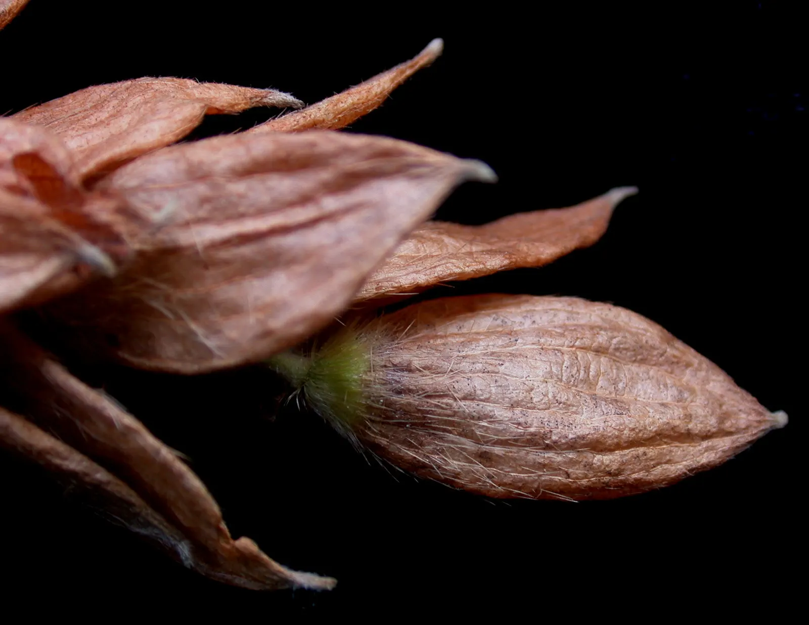 Eastern Hop Hornbean (Ostrya Virginiana) — it thrives in well-drained soils under full sun to part shade, image 59
