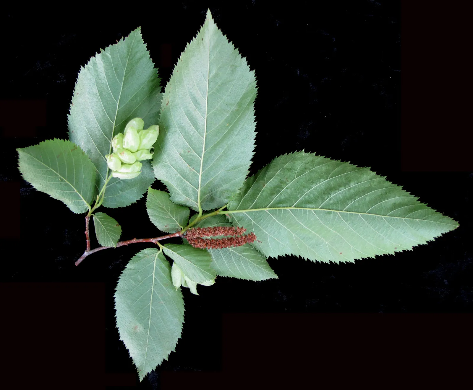 Eastern Hop Hornbean (Ostrya Virginiana) — though it is adaptable to various soil types