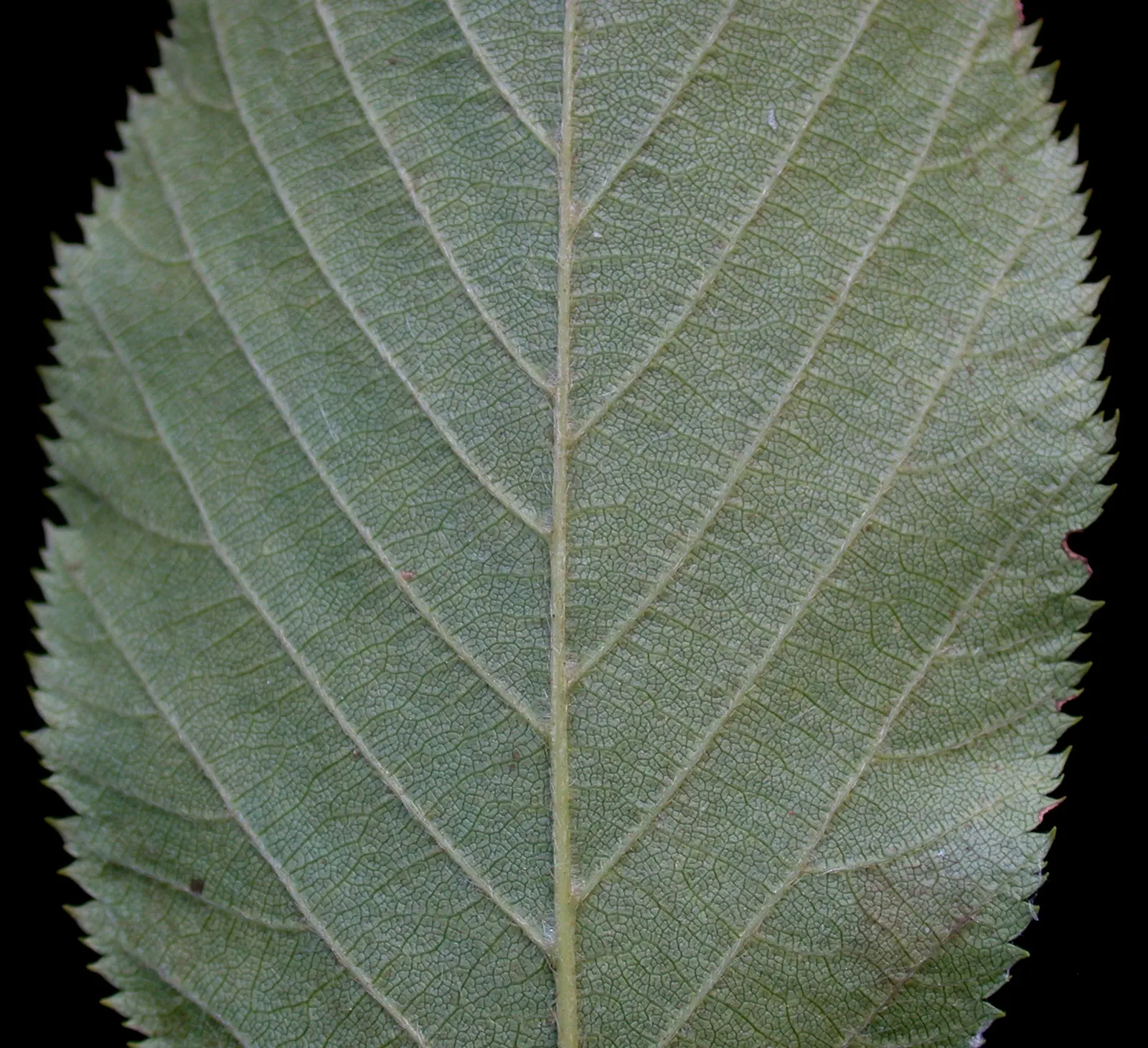 Eastern Hop Hornbean (Ostrya Virginiana) — the flaky bark presents a shaggy appearance, image 41