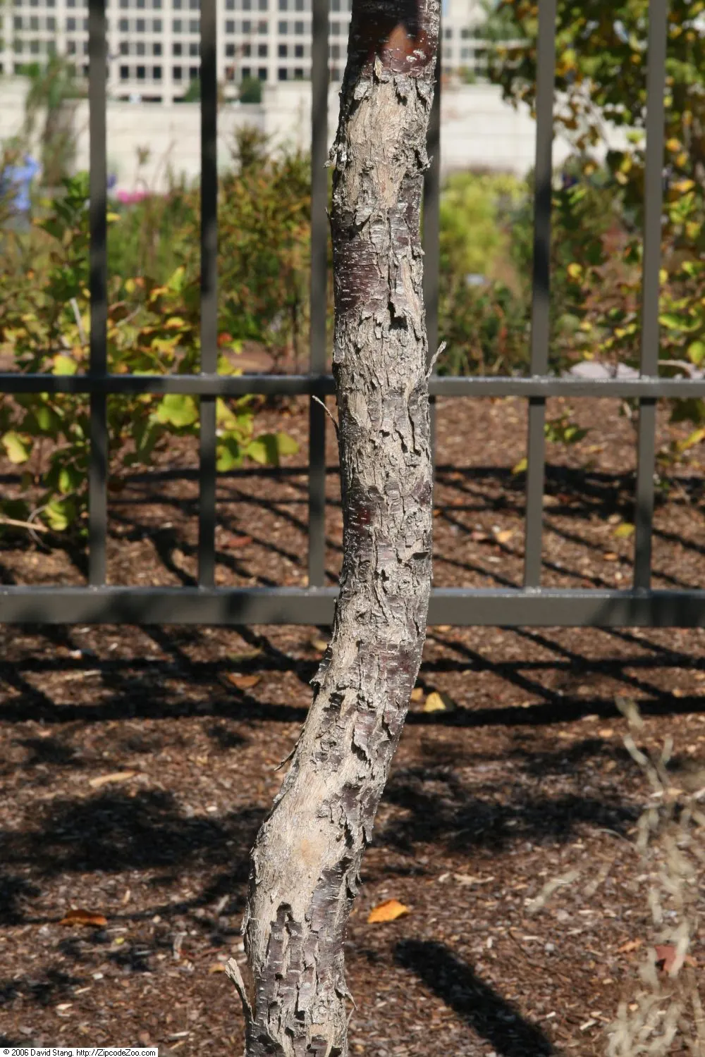 Eastern Hop Hornbean (Ostrya Virginiana) — Eastern Hop Hornbeam (Ostrya virginiana), a durable native understory tree, grows 20-40 ft; recognizable, image 55