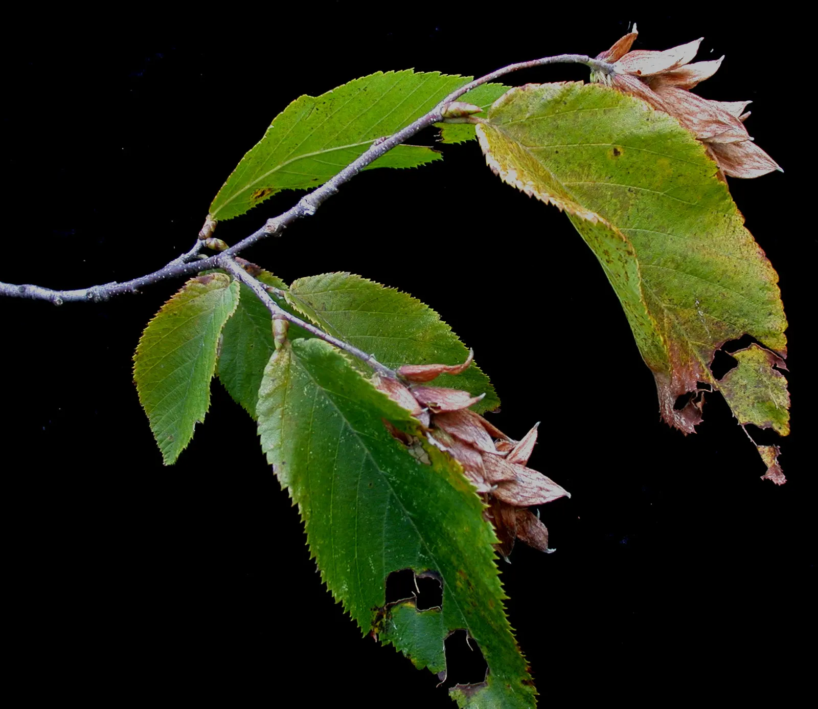 Eastern Hop Hornbean (Ostrya Virginiana) — green flowers in the garden; finely textured foliage that is medium to dark green in color