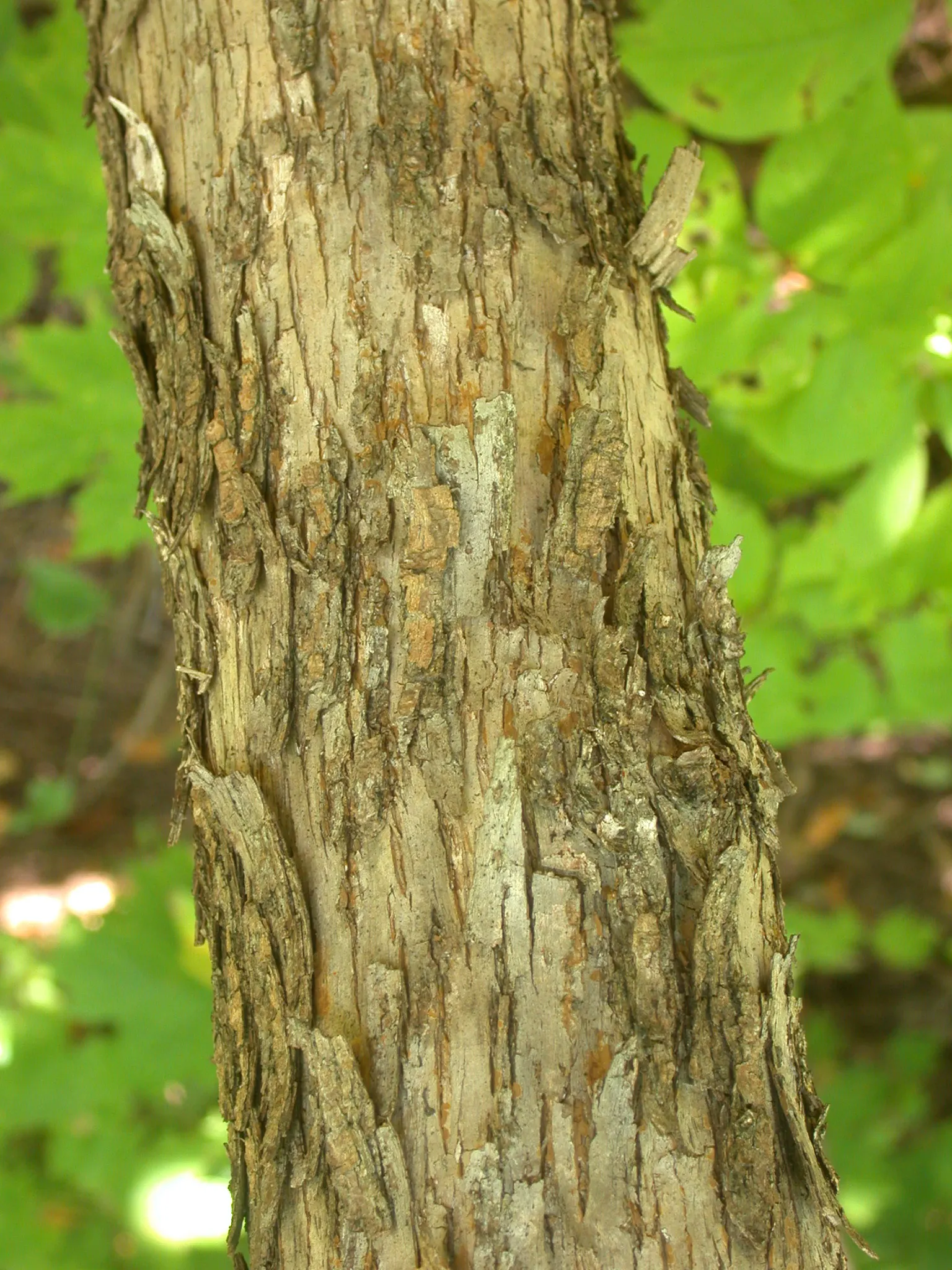 Eastern Hop Hornbean (Ostrya Virginiana) — Its leaves are oblong in shape