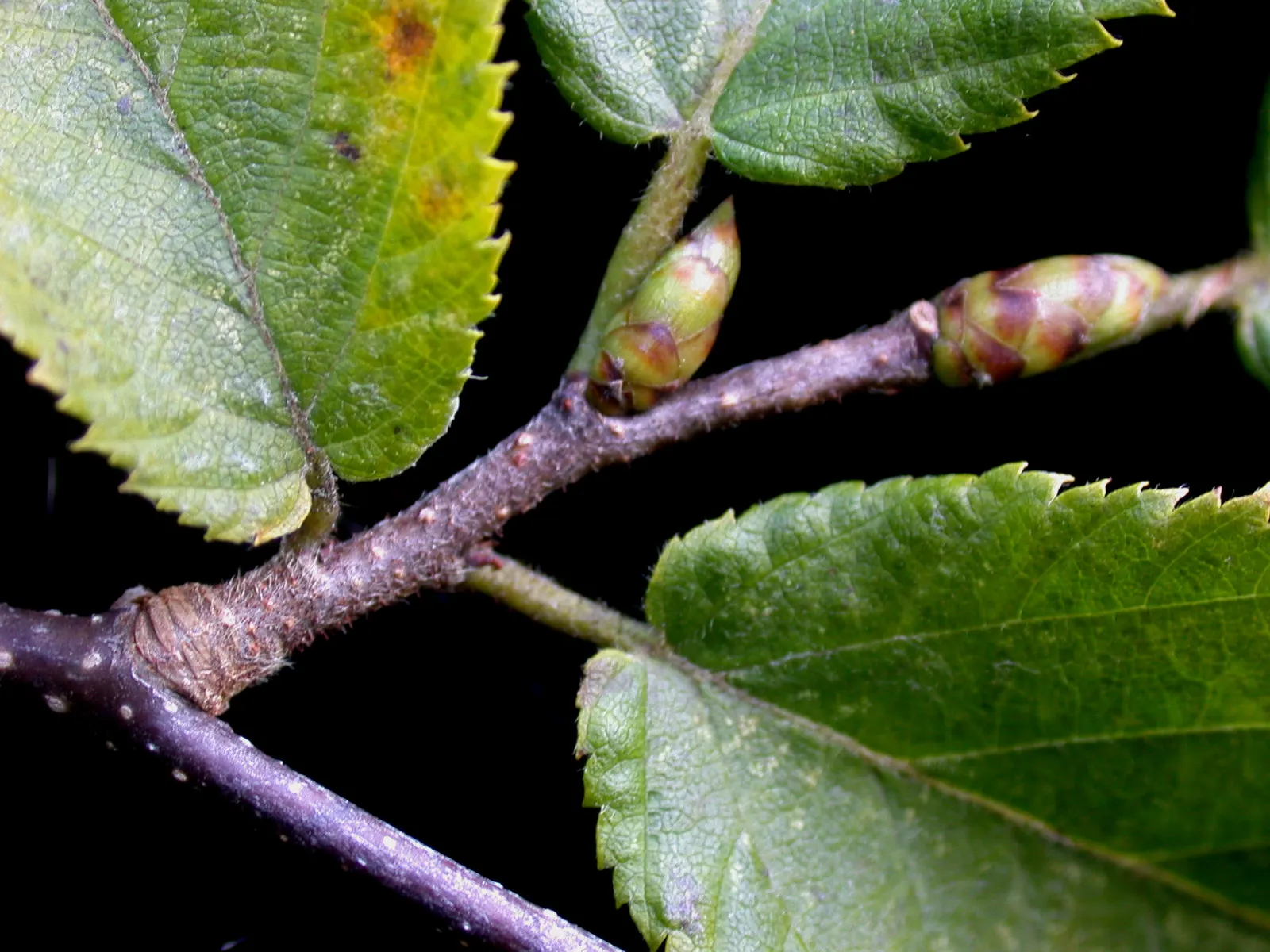 Eastern Hop Hornbean (Ostrya Virginiana) — Its dense wood and resistance to disease make it ideal for urban plantings and natural landscapes, image 60
