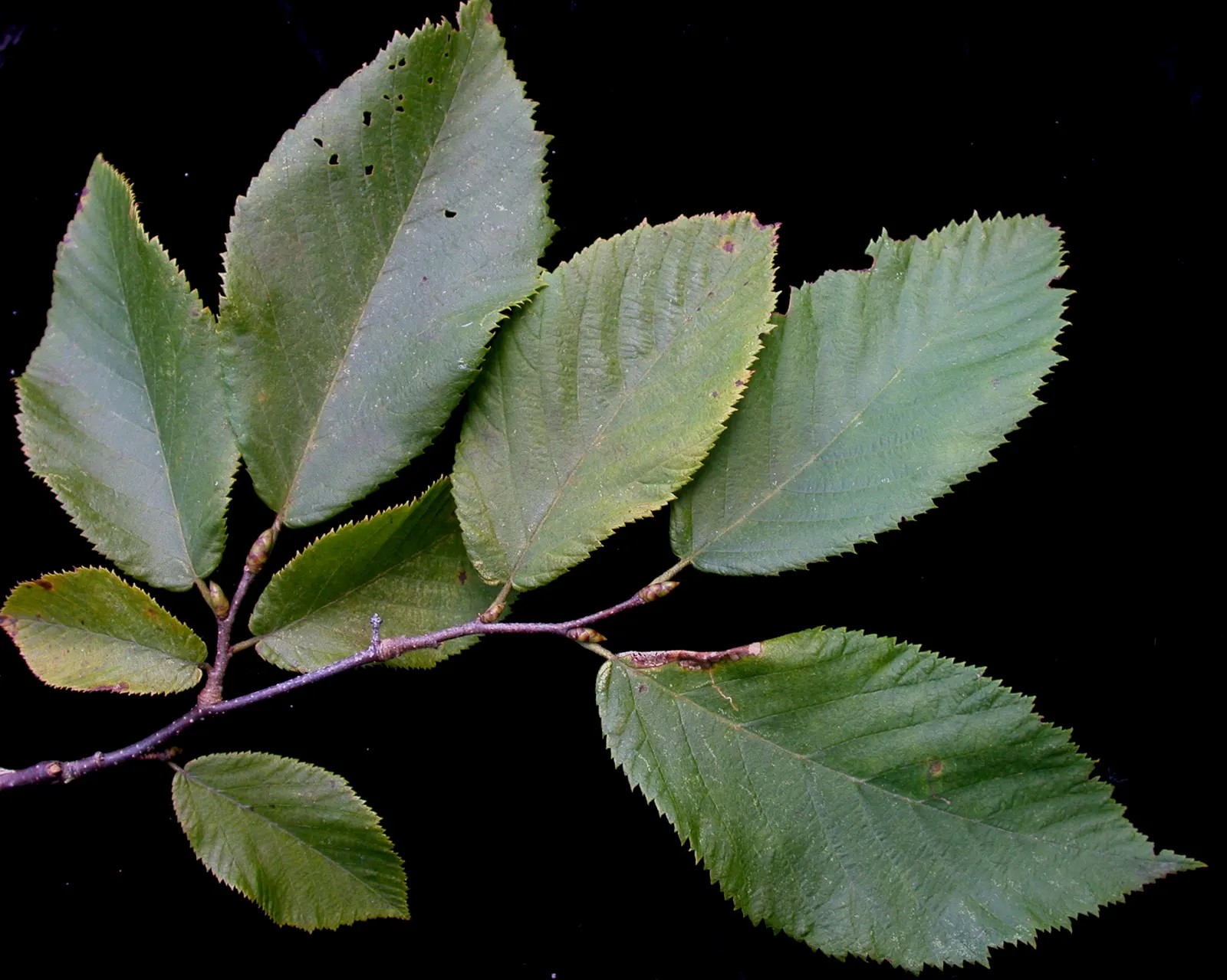 Eastern Hop Hornbean (Ostrya Virginiana) — This deciduous species boasts fine-textured leaves that turn attractive yellow in fall; ostrya virginiana thrives in