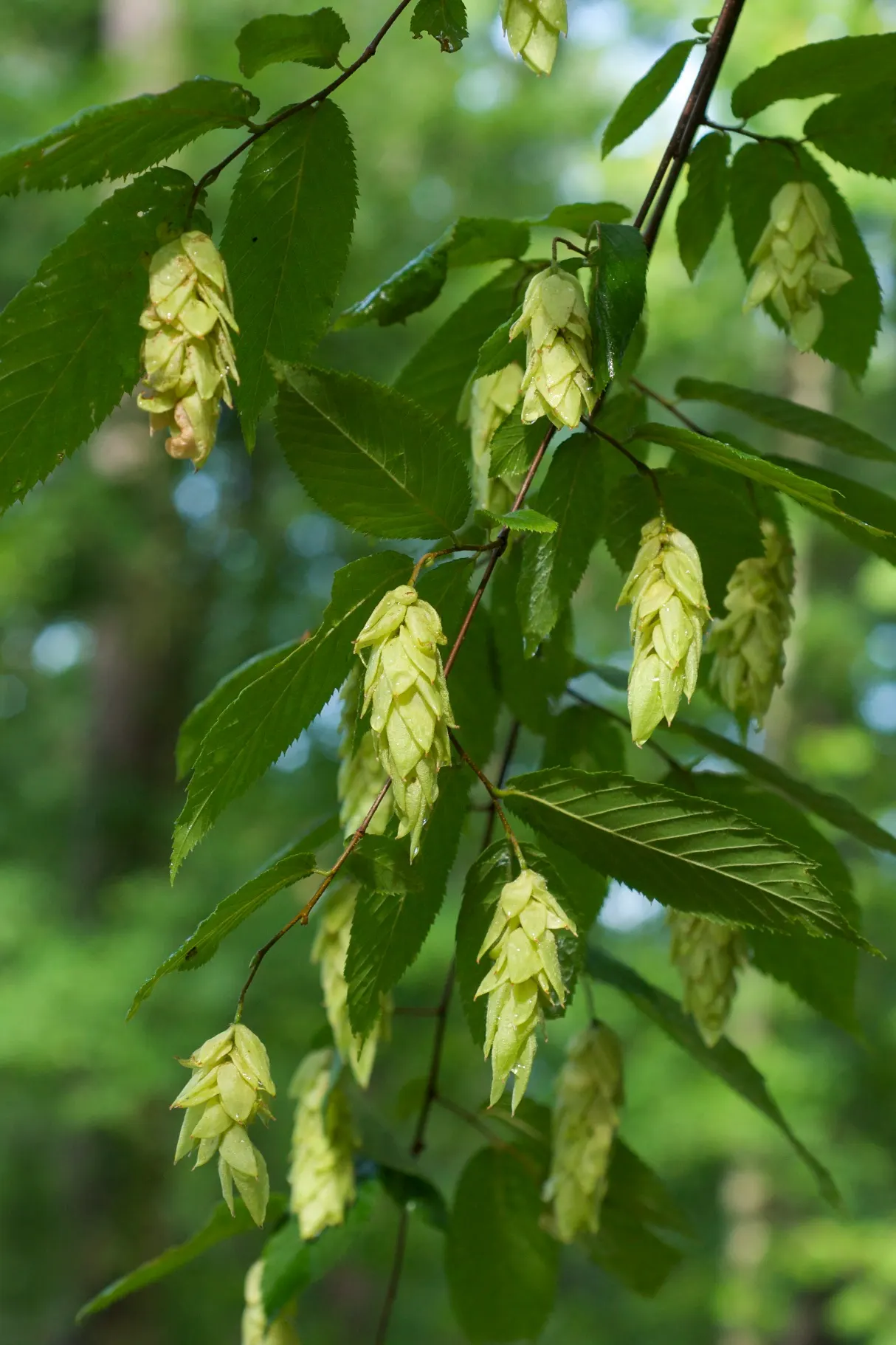 Eastern Hop Hornbean (Ostrya Virginiana) — The clusters hang decoratively from the branches in late summer and persist well into the winter; mature specimens